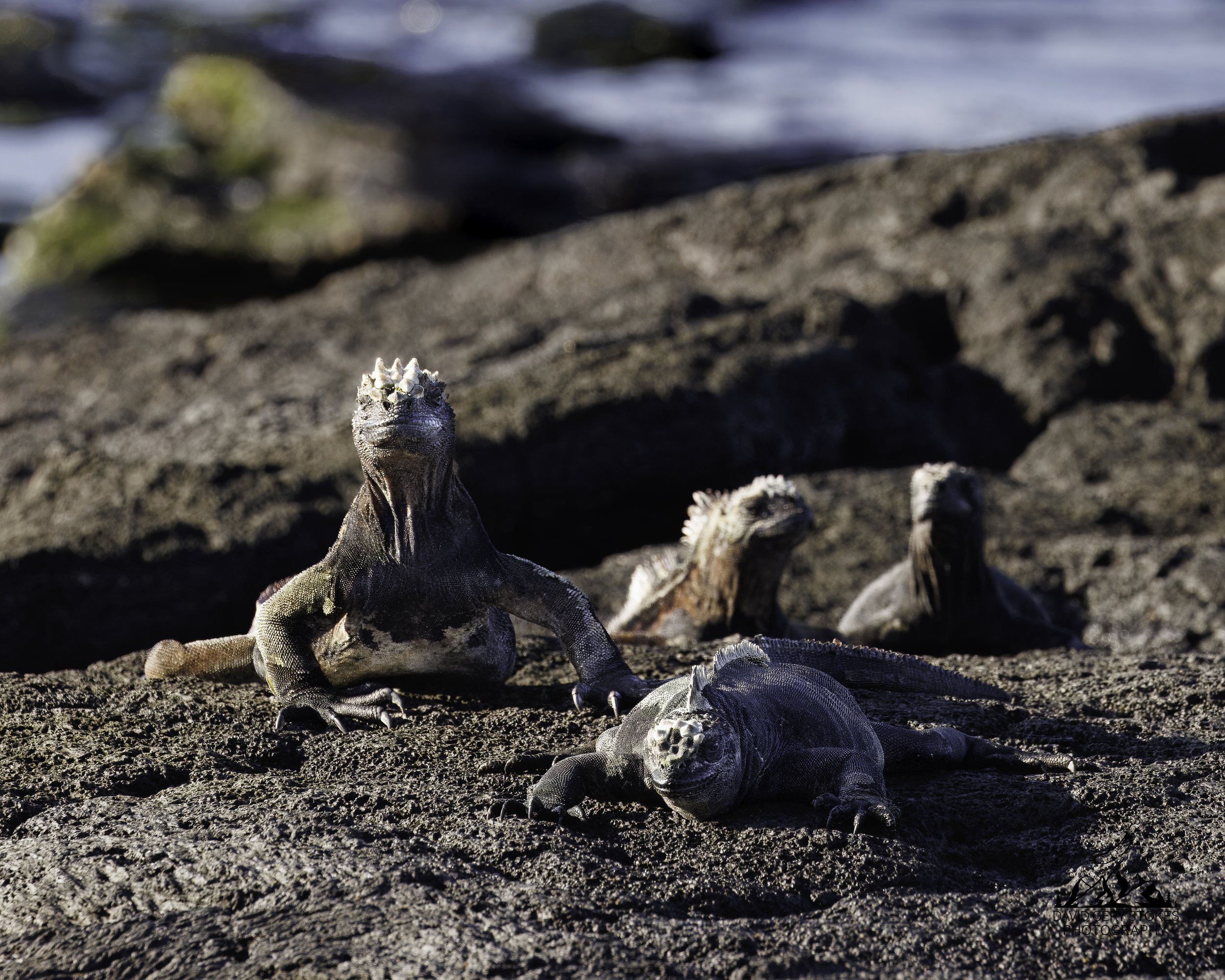 7275 Marine Iguanas
