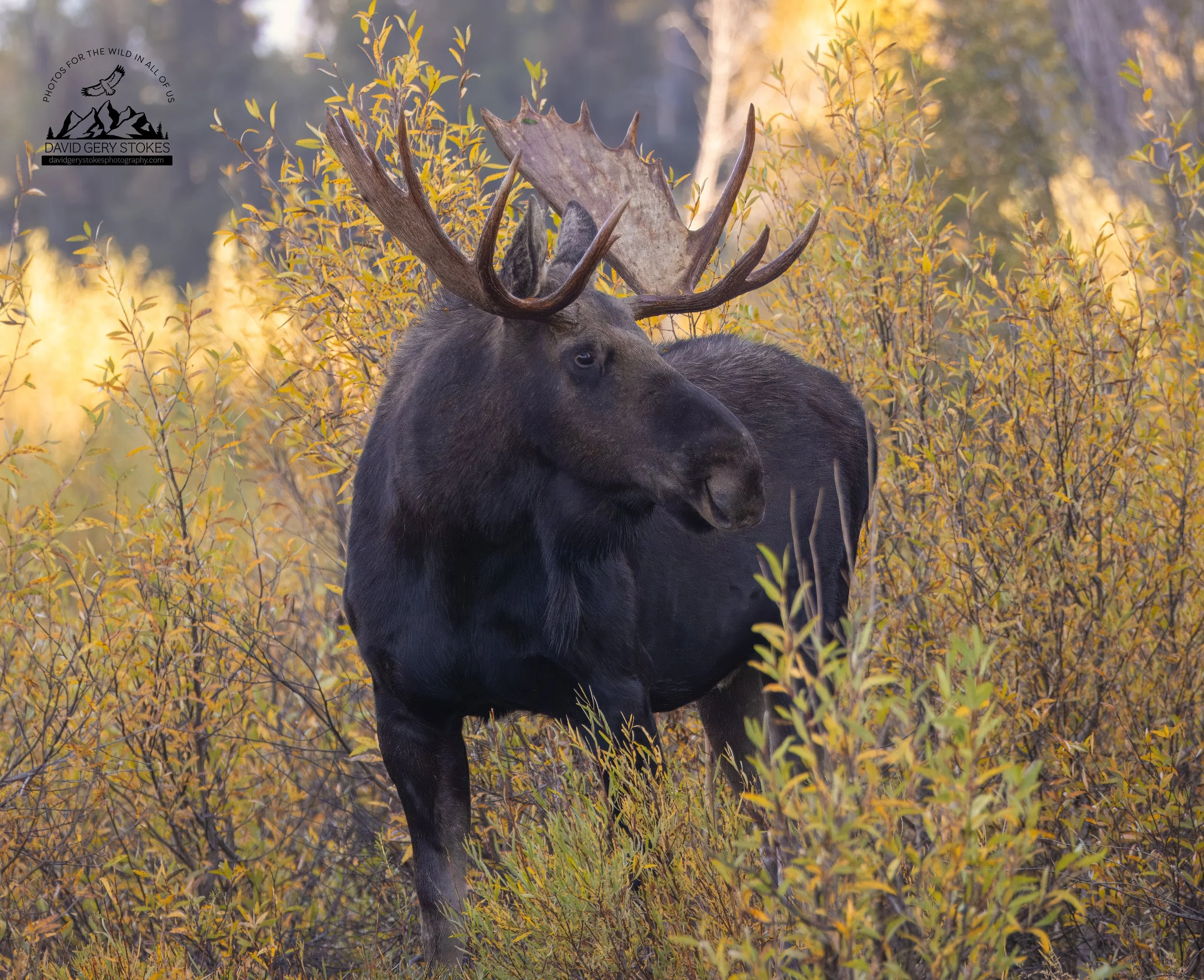 Bull_Moose_Head_Turn_YGT1_WM_9586.jpg