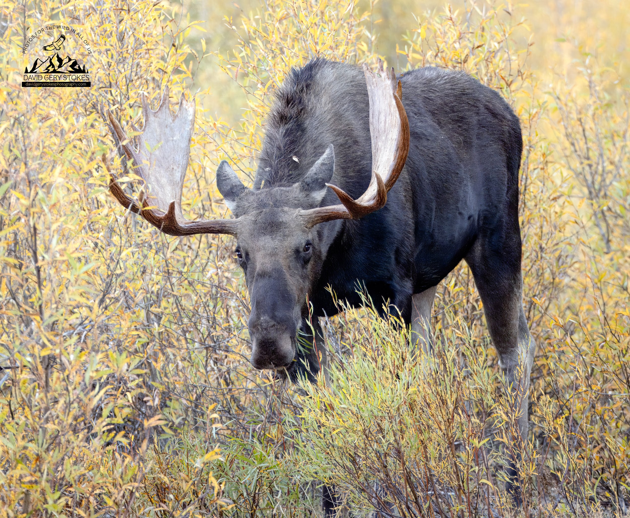 Bull_Moose_HeadOn_YGT1_WM_9558.jpg