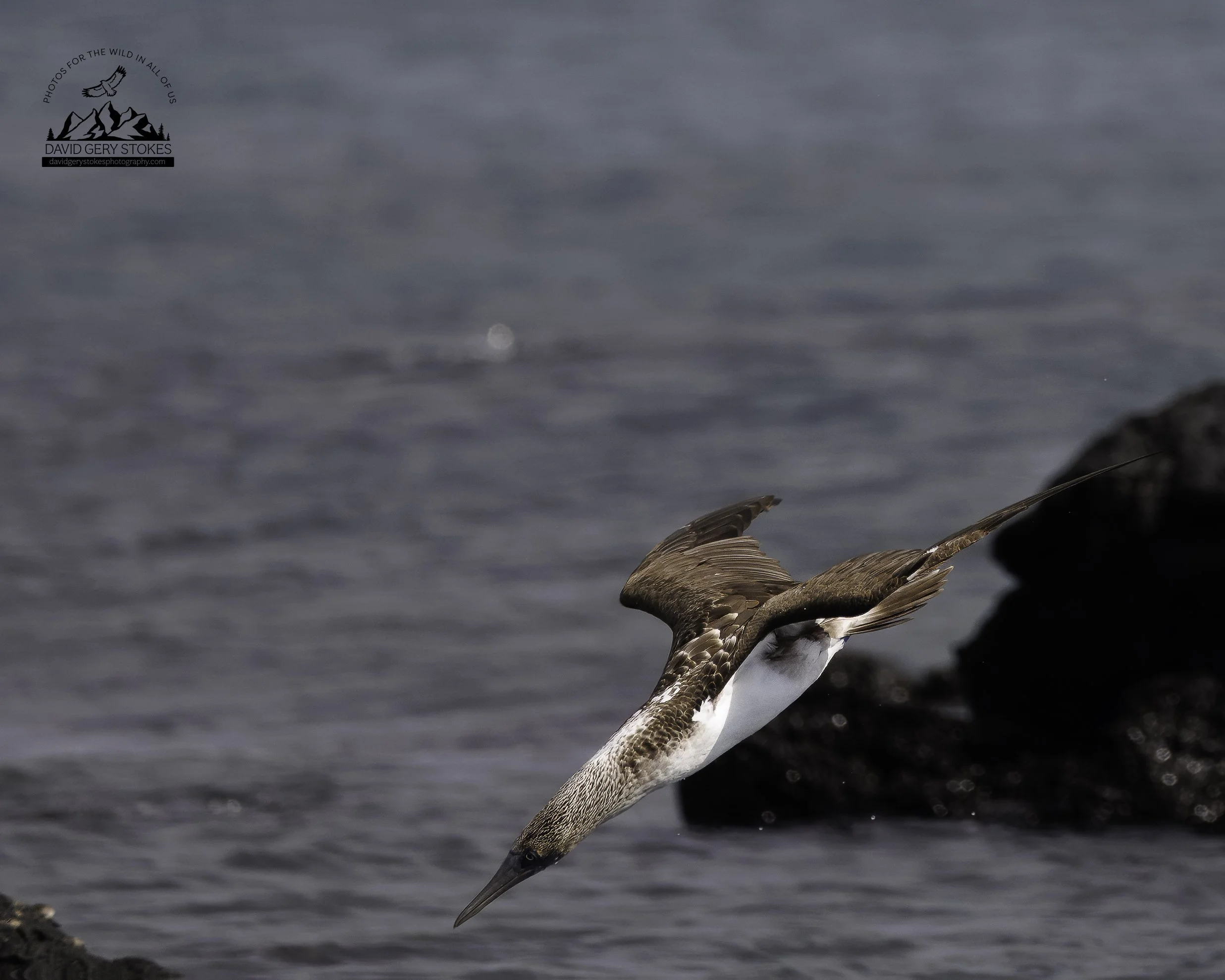 3477 Blue Footed Booby Dive