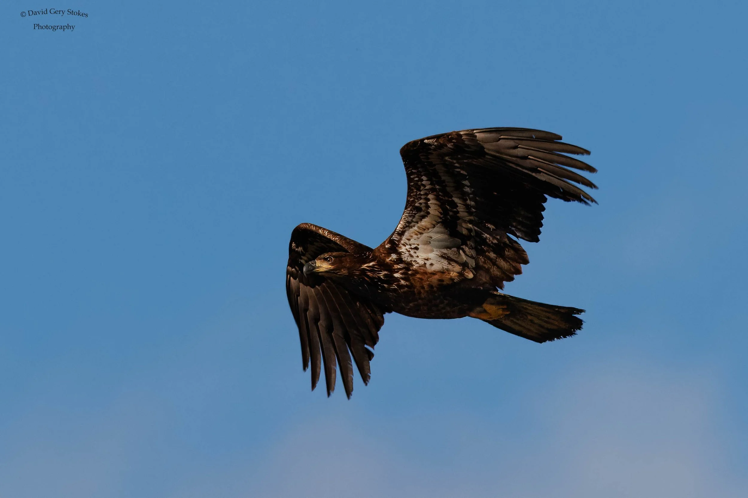 Juv_In_Flight_CWD_030324_CU_WM_2254.jpg