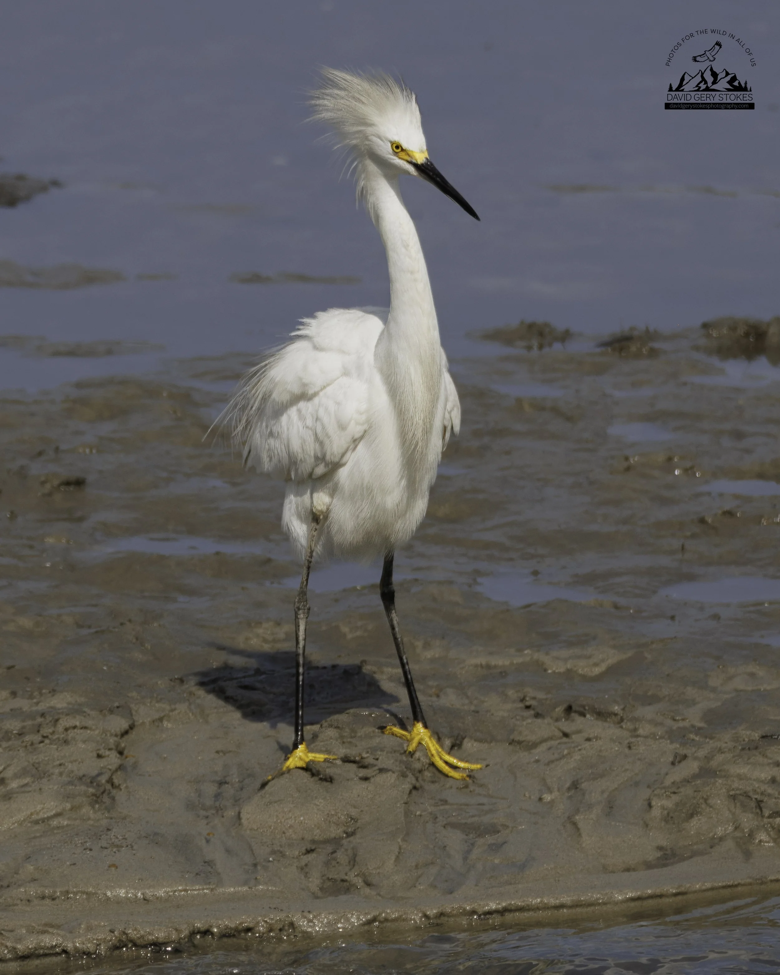 SnowyEgret_Attitude_BH_072425_7323.jpg