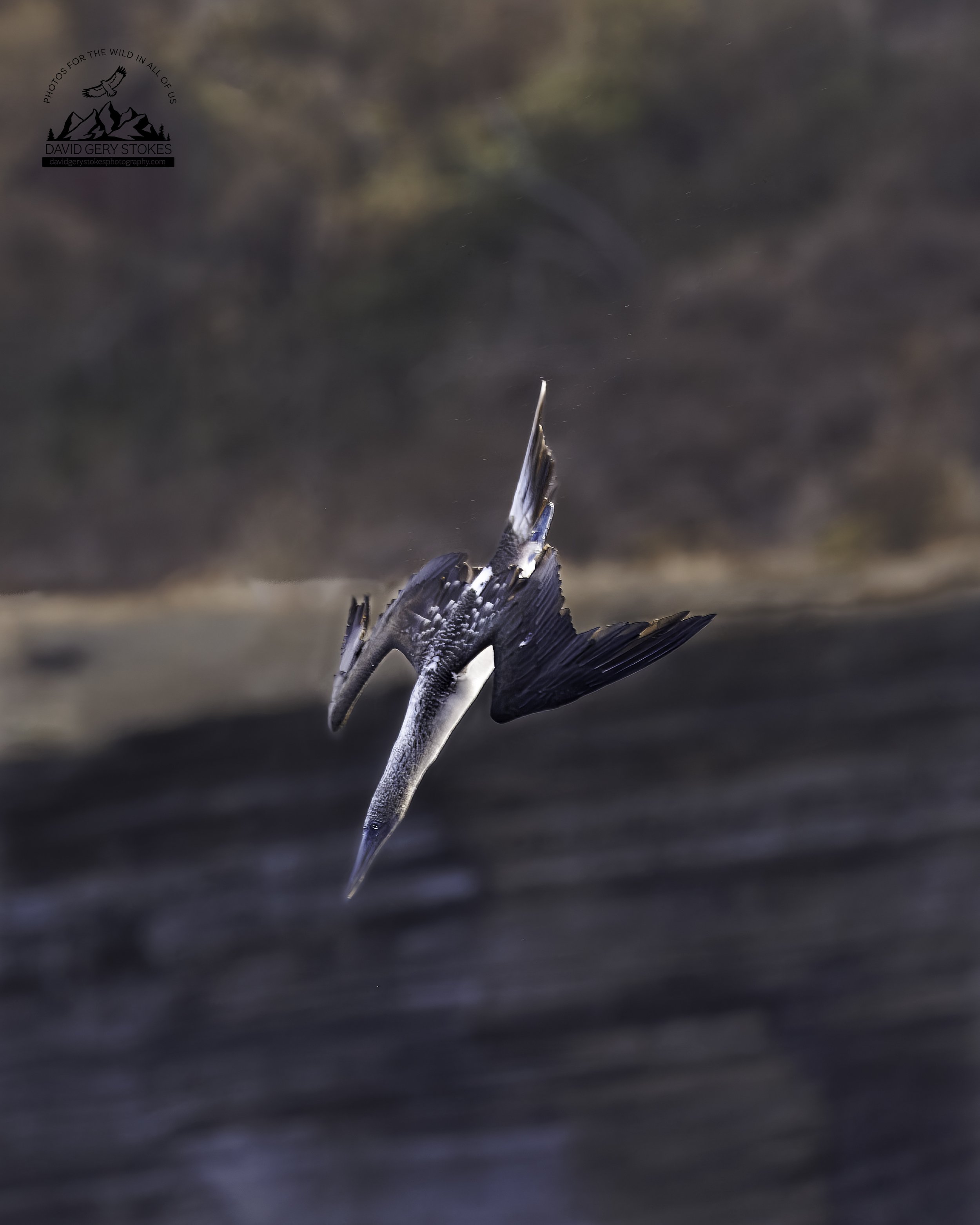 5590 Blue Footed Booby Dive