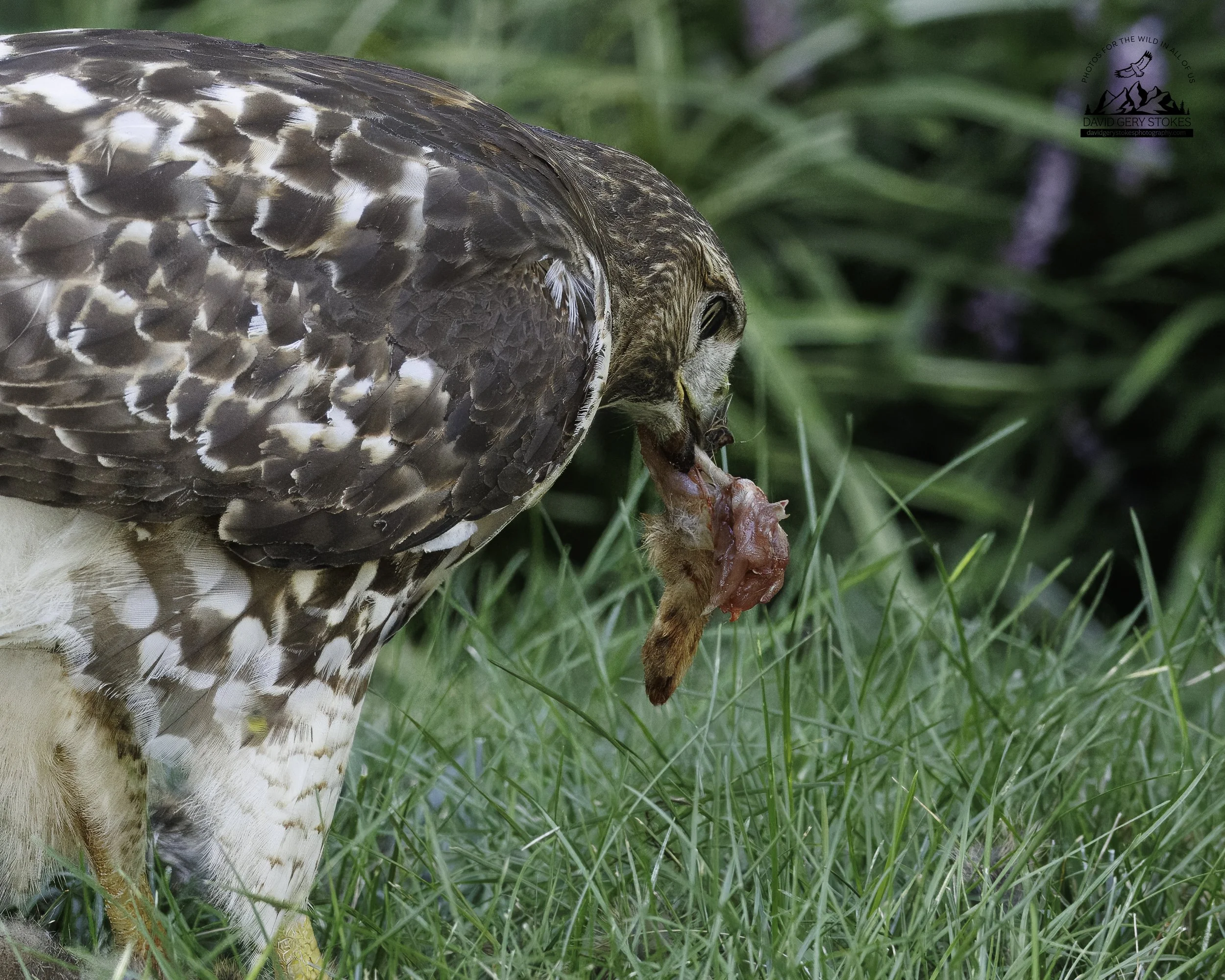 Back_Yard_Hawk_082725_3431.jpg