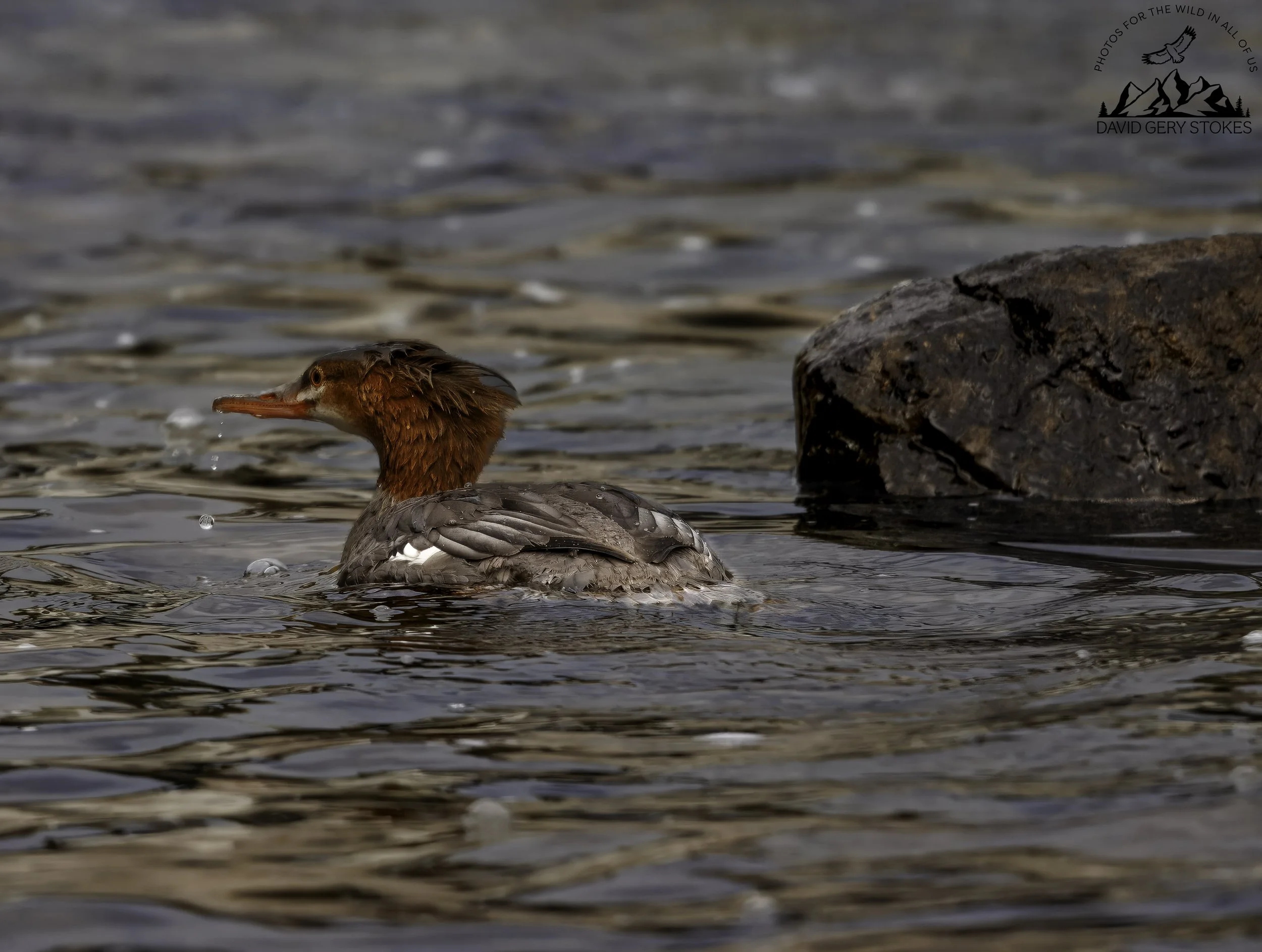 Red_Breasted_Merganser_YGT2_0274.jpg