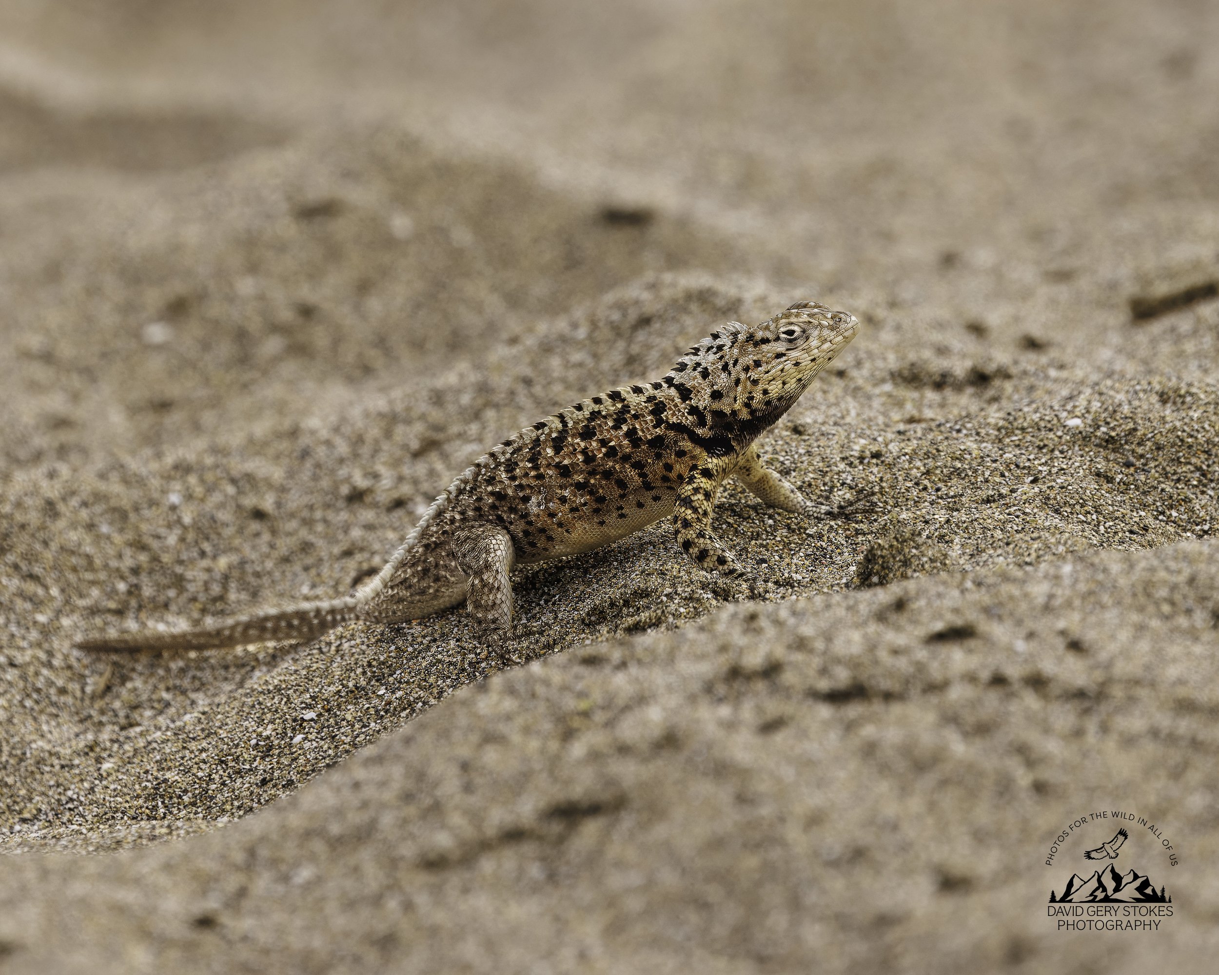3729 Lava Lizard