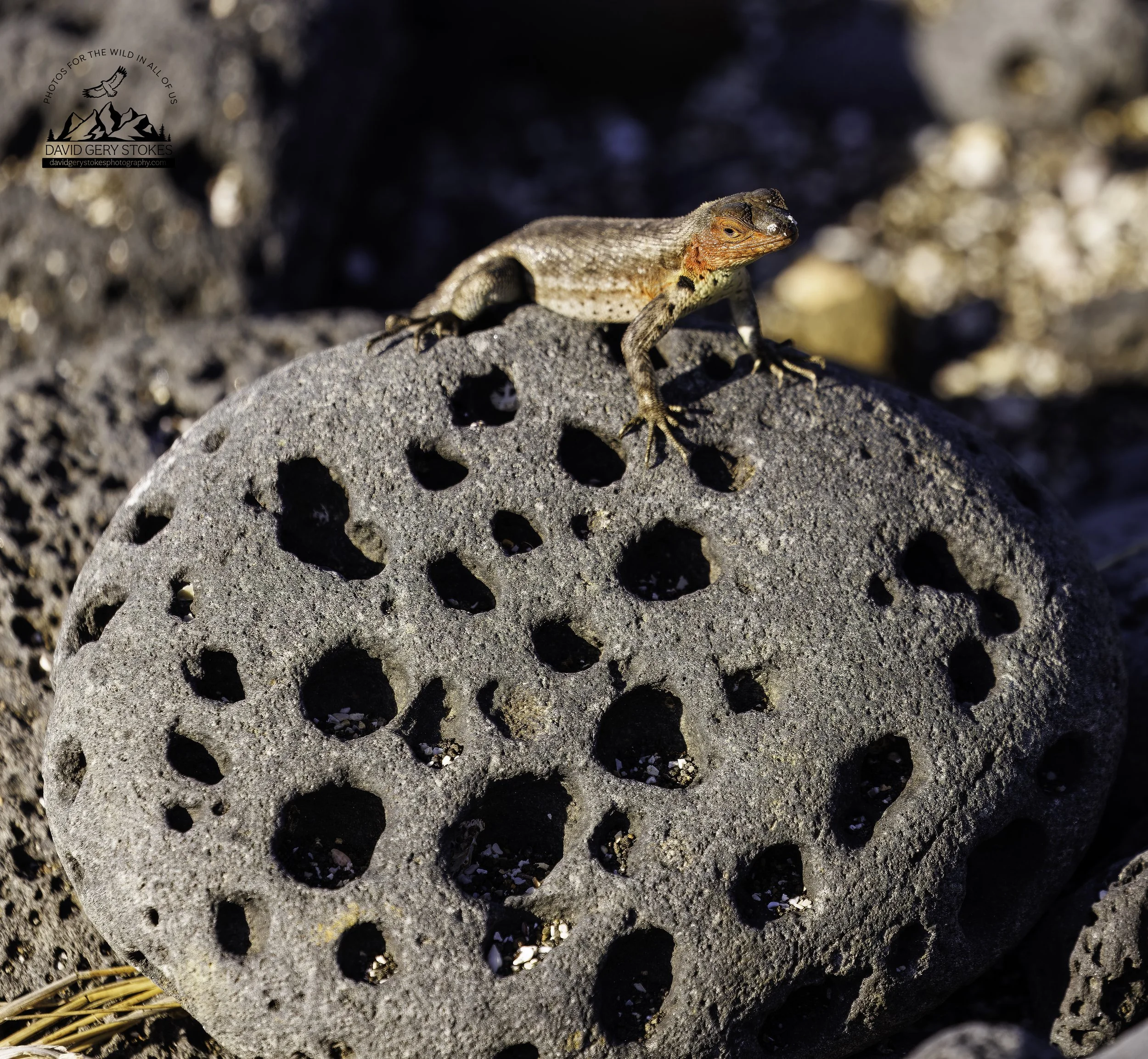 6678 Lava Lizard