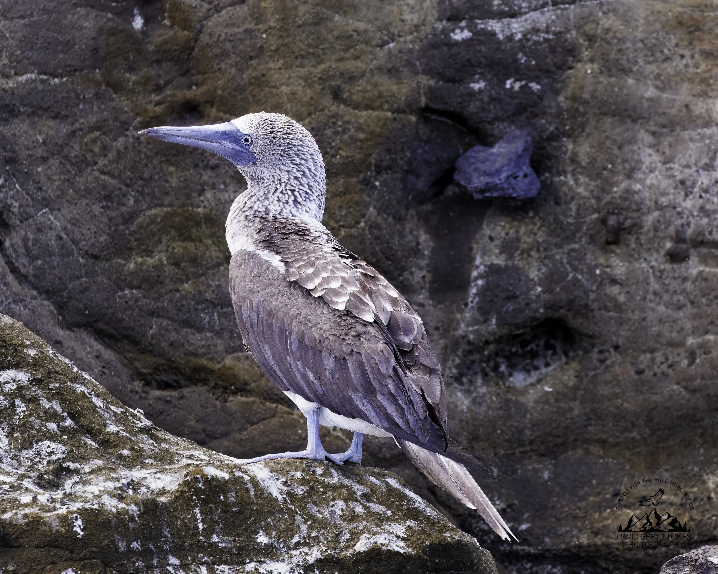 5522 Blue Footed Booby