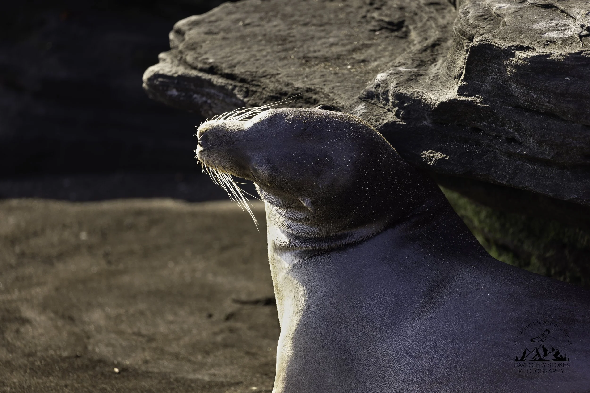 6735 Sea Lion