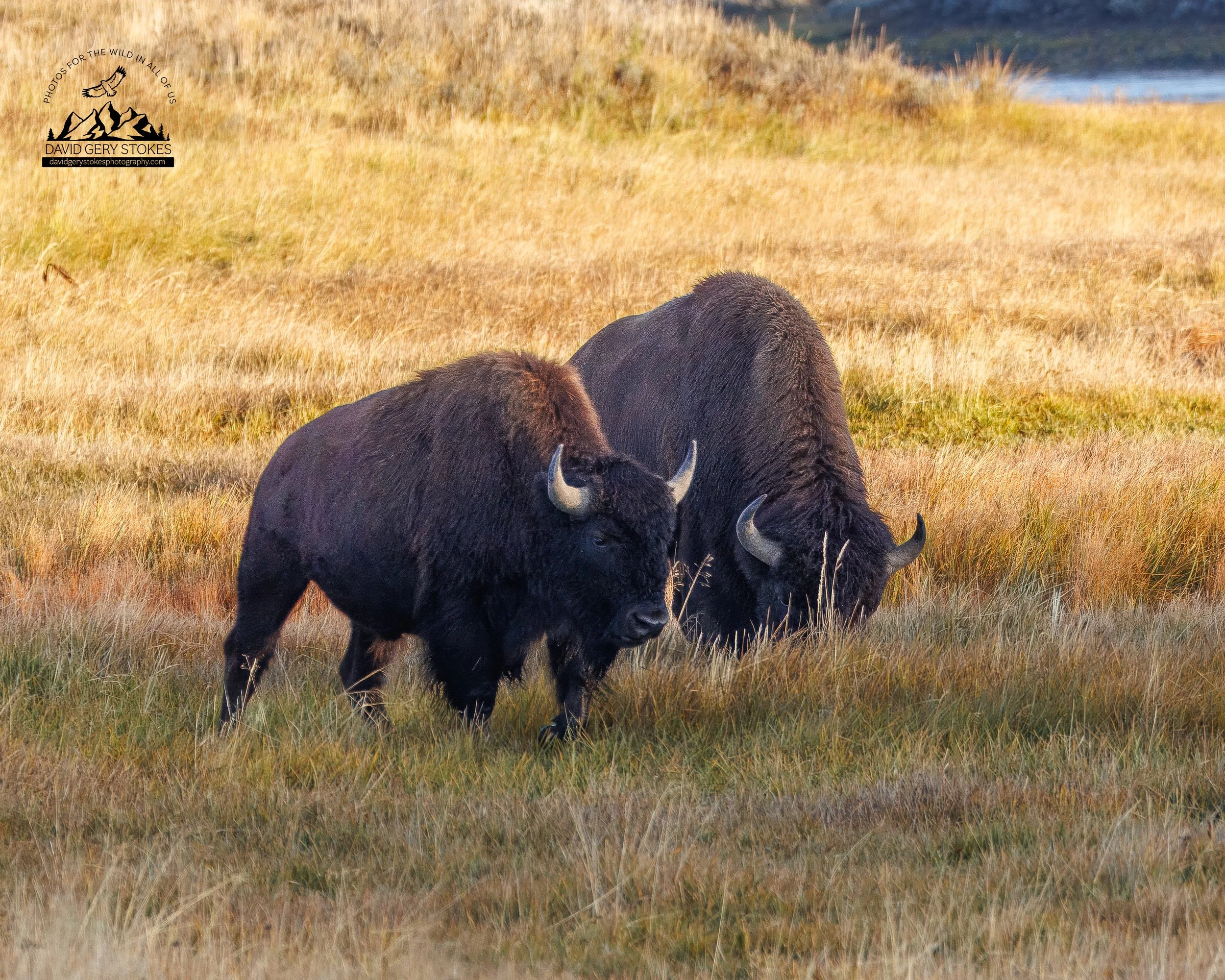 Bison_Two_In_Field_WM_YGT4_0742.jpg
