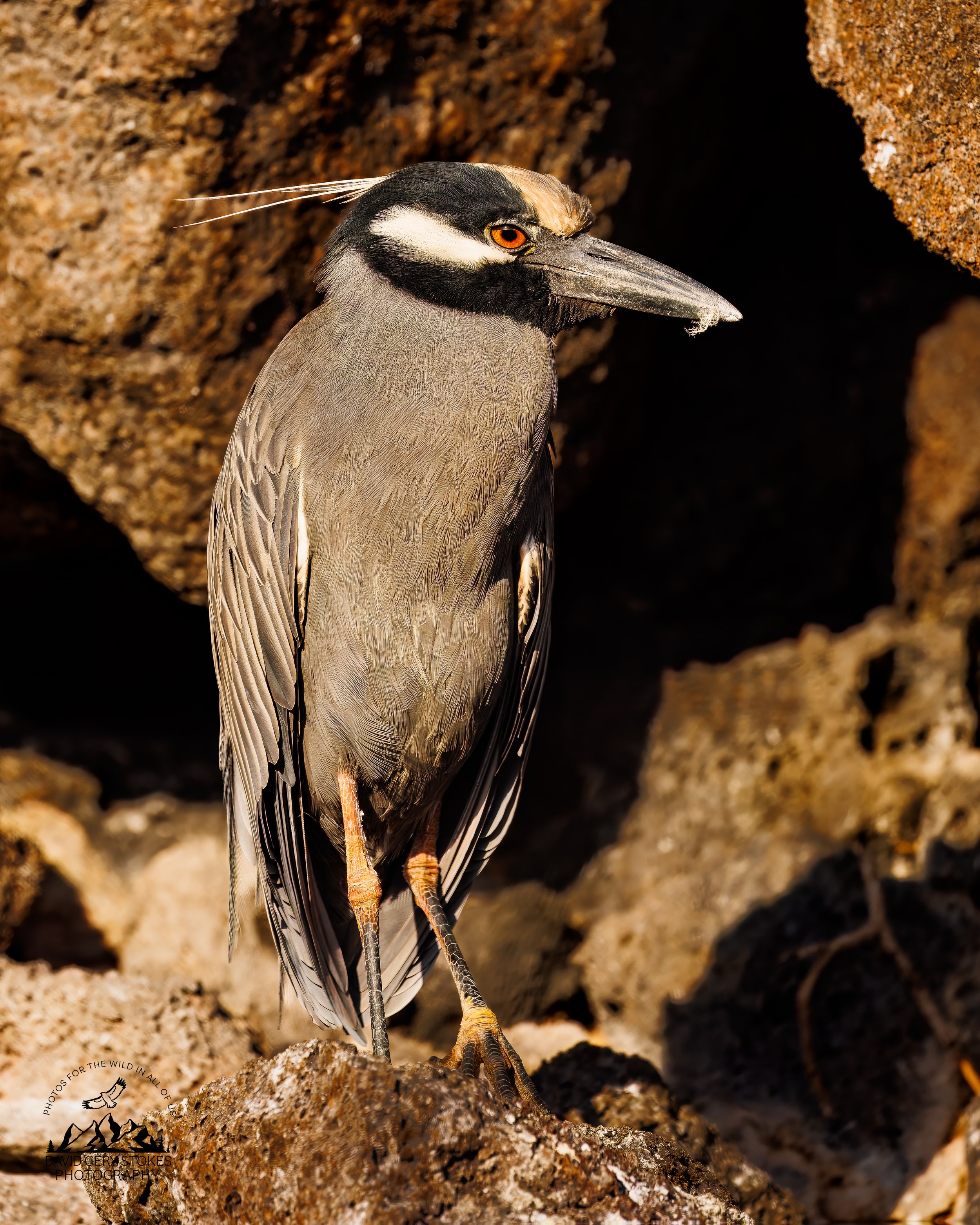 0144 Yellow-crowned Night Heron