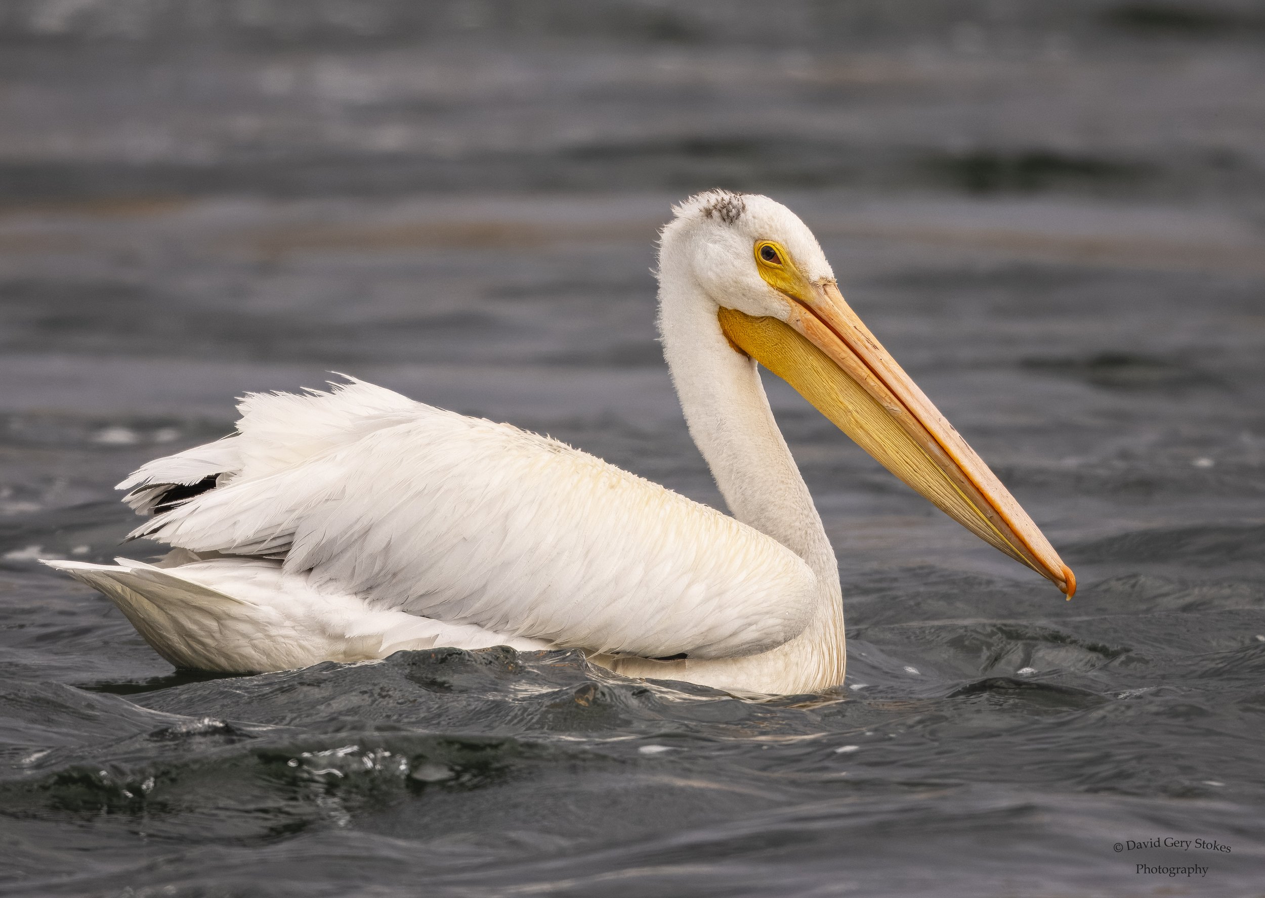 Pelican_YGT2_0288.jpg