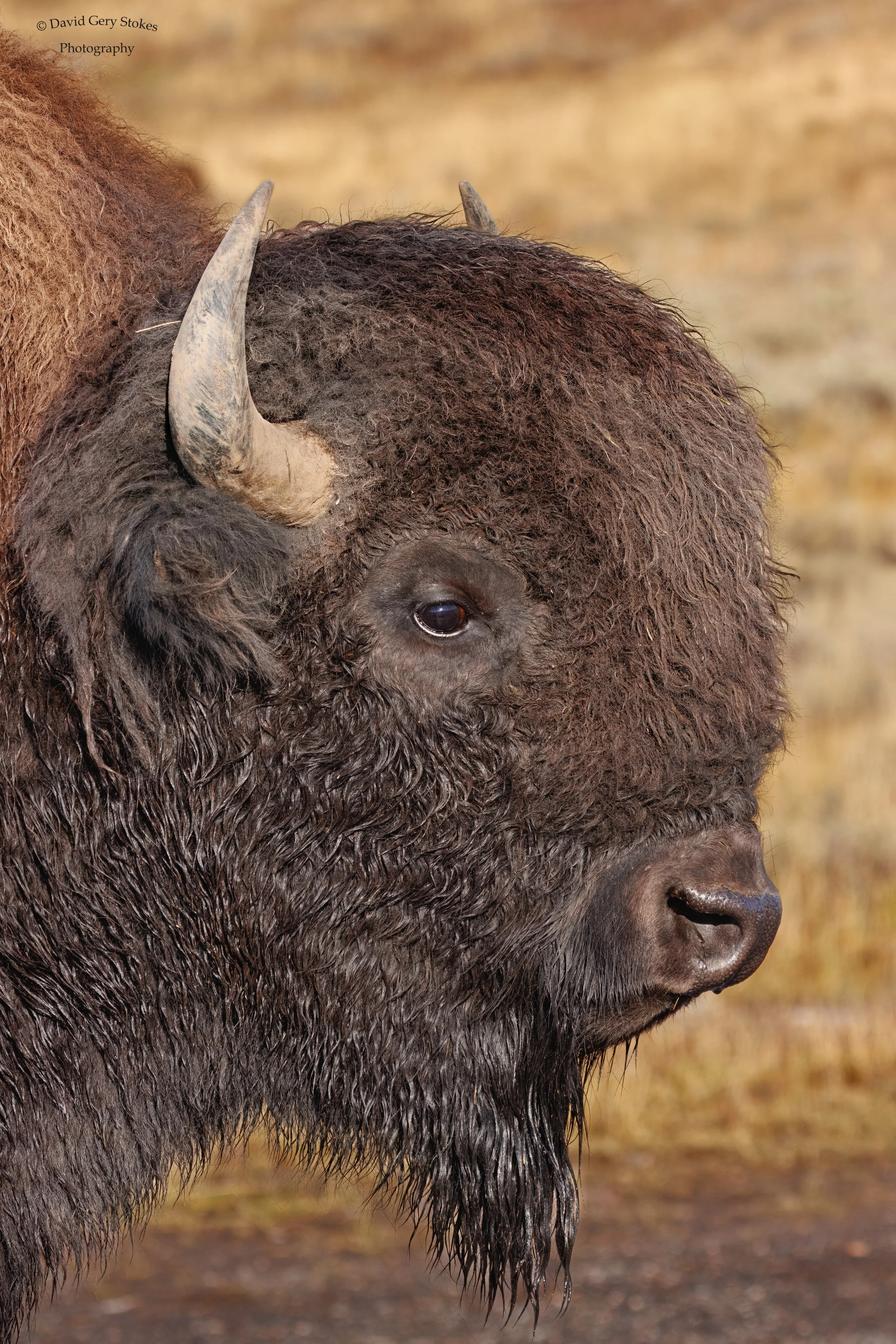 Buff_Head_YGT3_WM_092222_0891.jpg