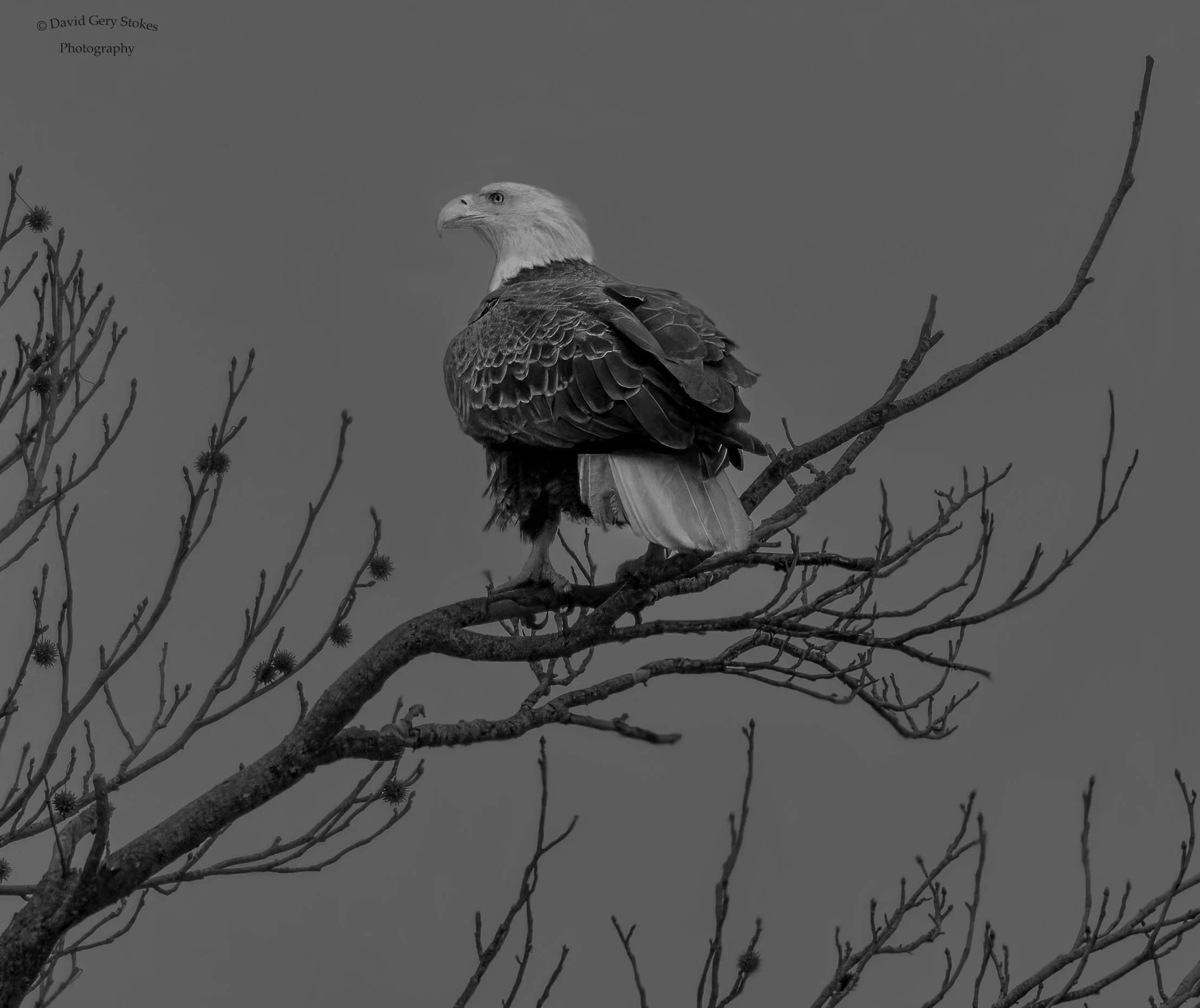 8659.  Regal Eagle.  Susquehanna River, MD.