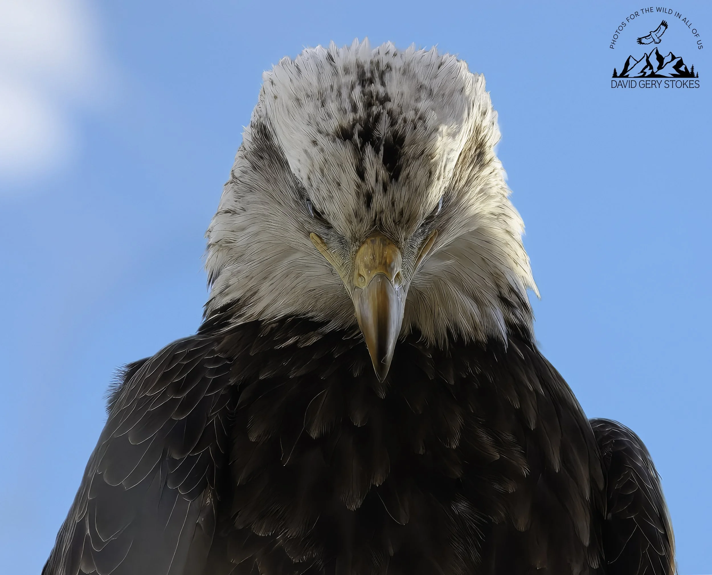 5026.  Young Bald Eagle, Conowingo Dam, MD.