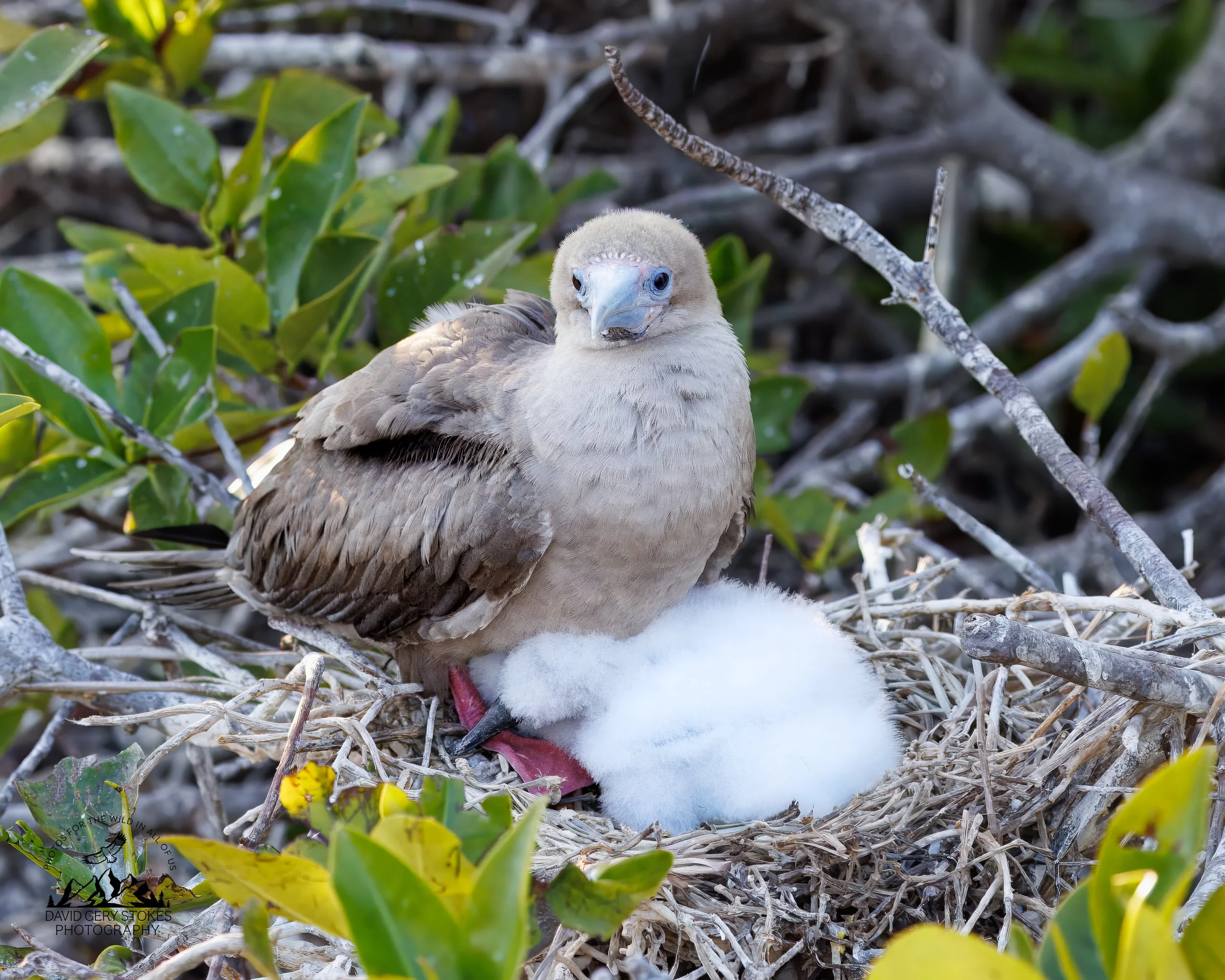 0171 Red-footed Booby & Chick