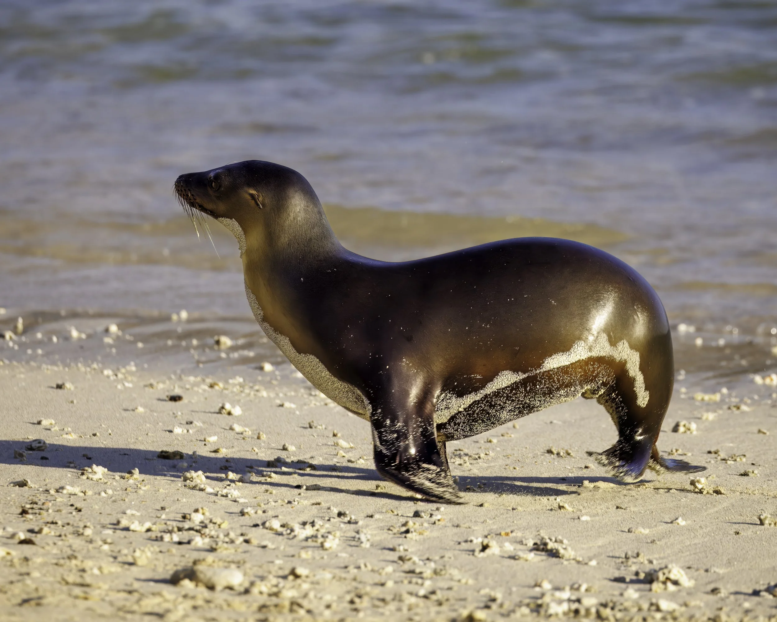 0038.  Trotting Sea Lion, Galapagos.