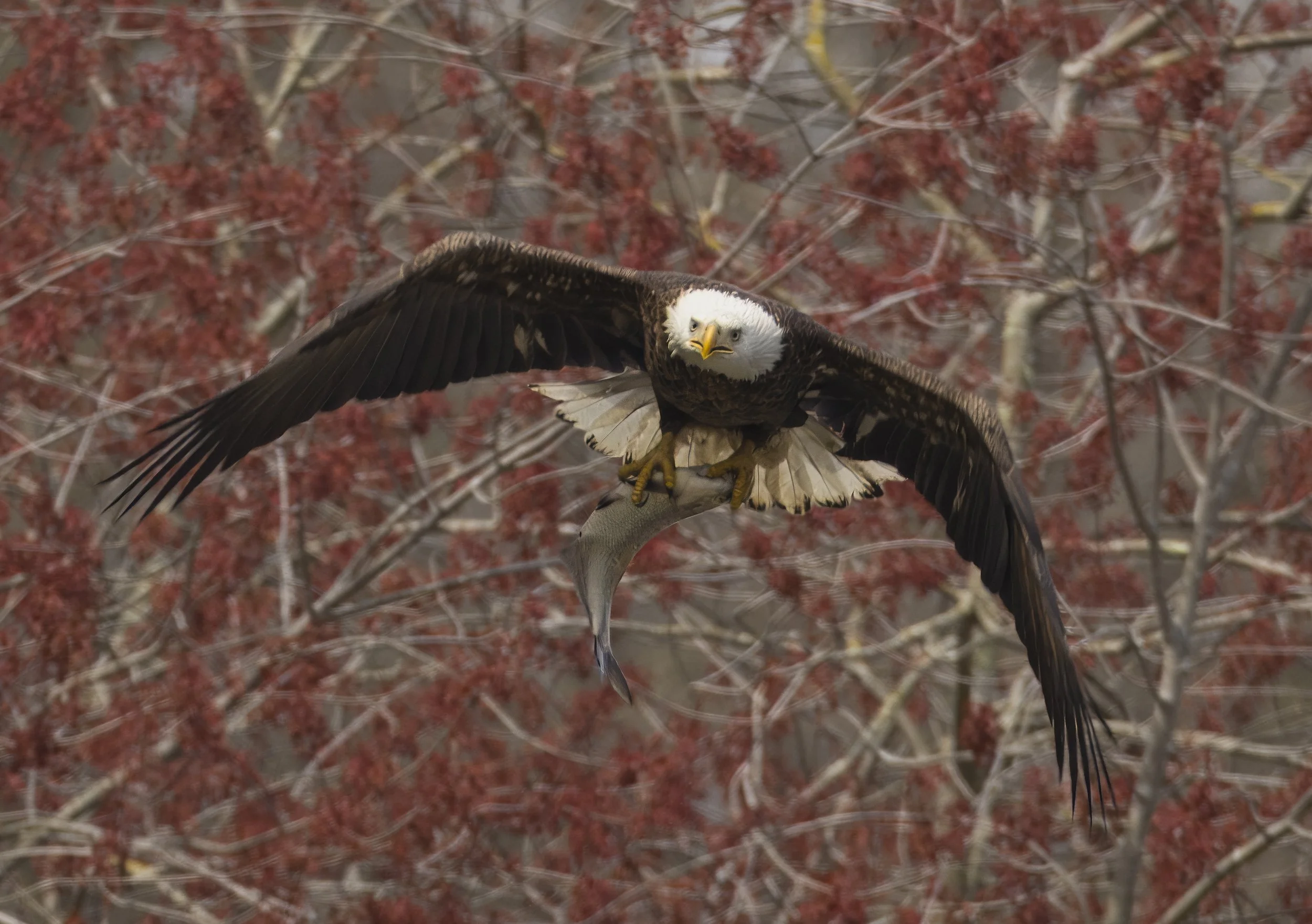 3409.  Out of the fire and into the pan.  Conowingo Dam, MD.