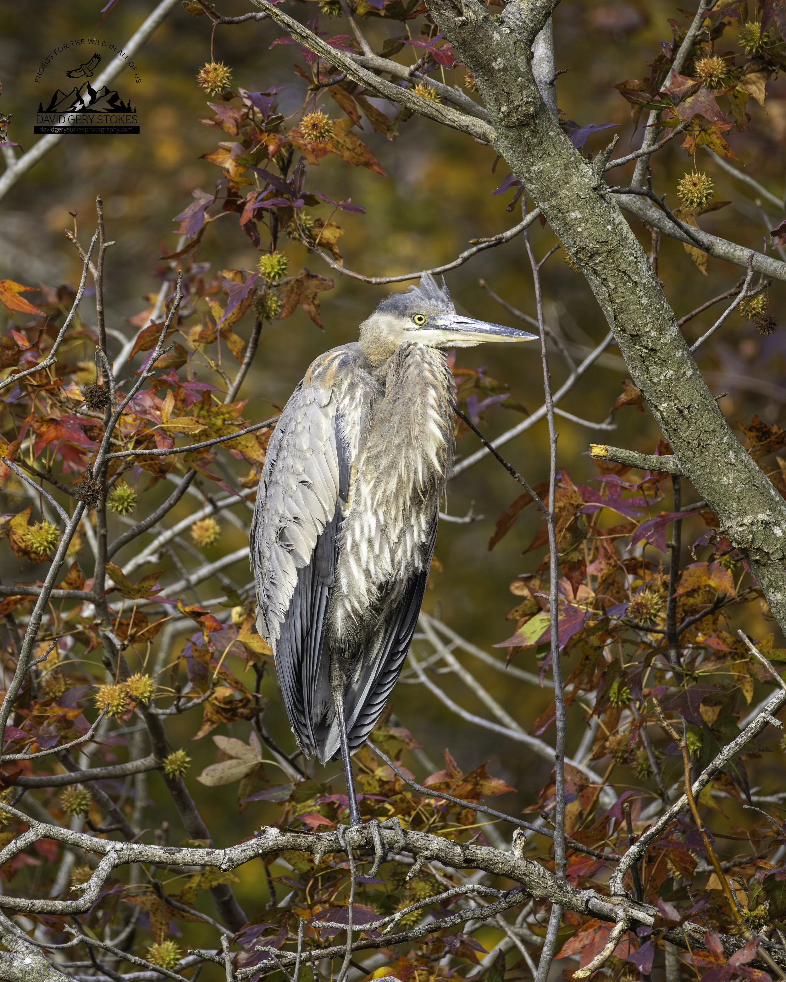BHeron_Tree_BH_110525_9856.jpg