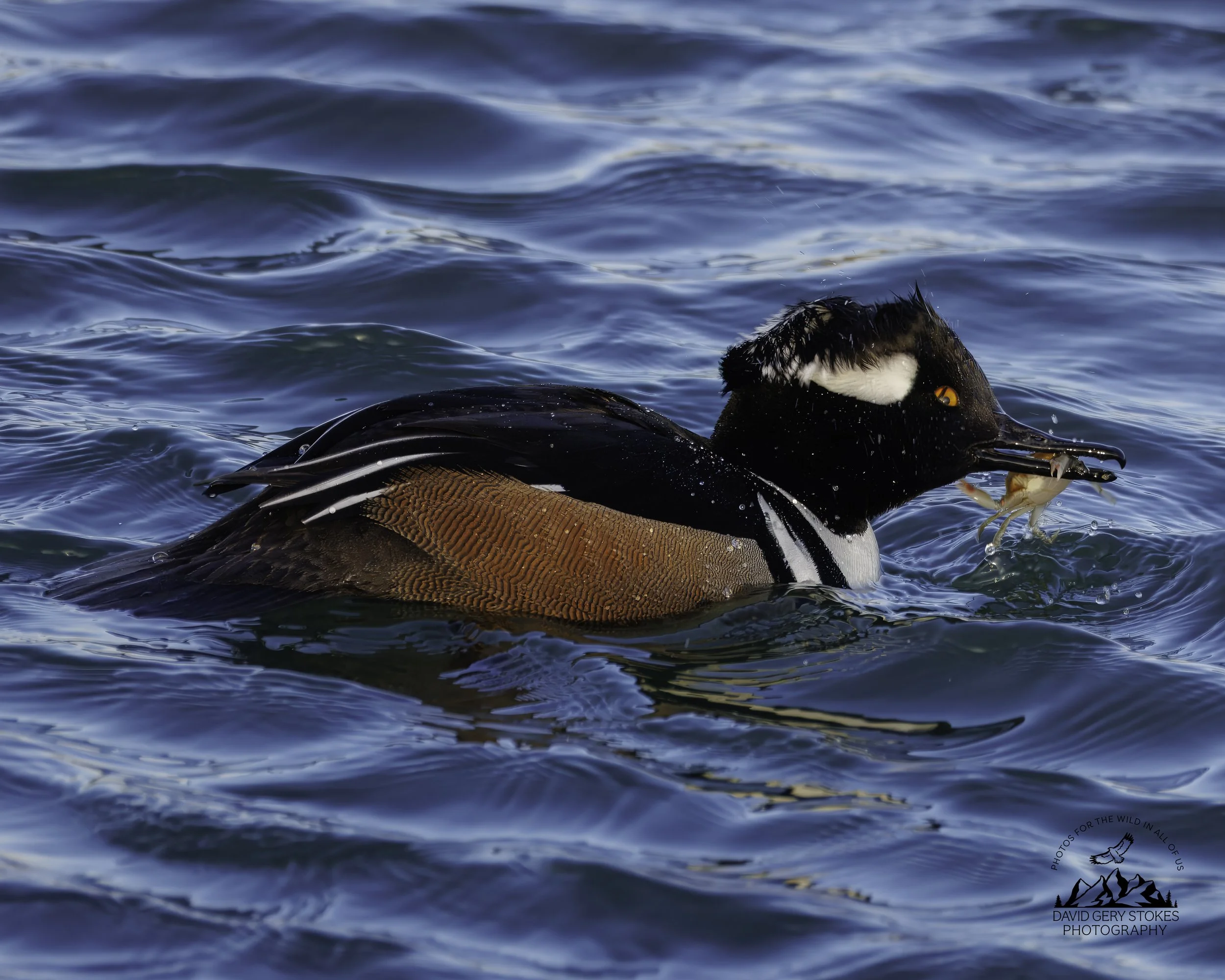 Hooded_Merganser_EF_021126_1117.jpg