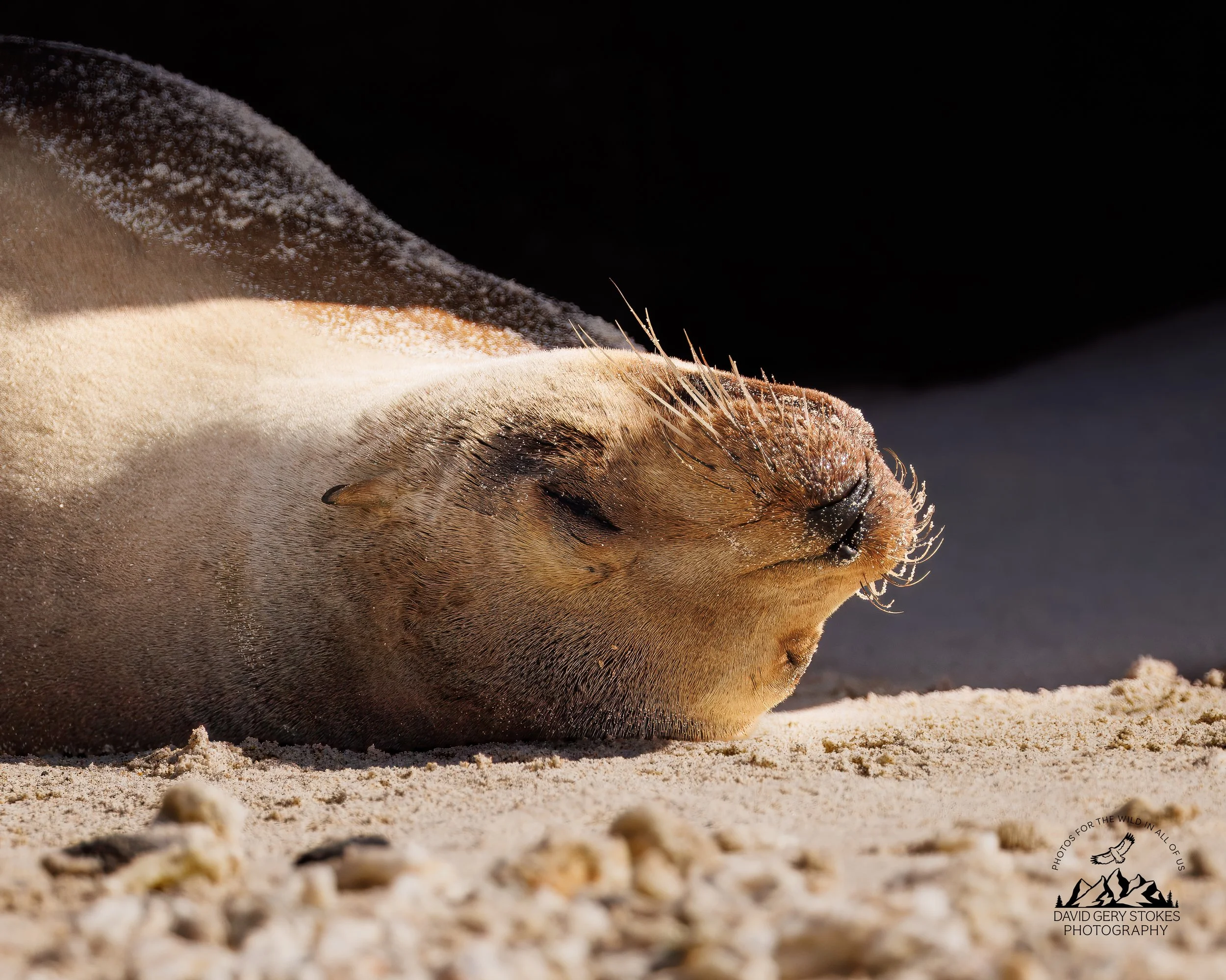 9957 Sleepy Sea Lion