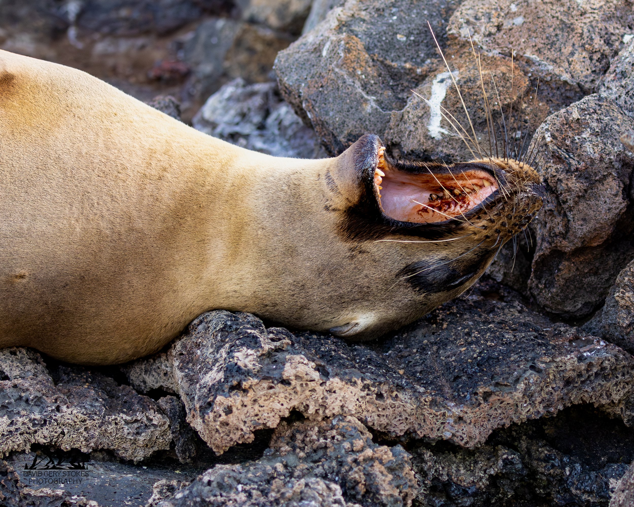 0304 Sea Lion Yawn