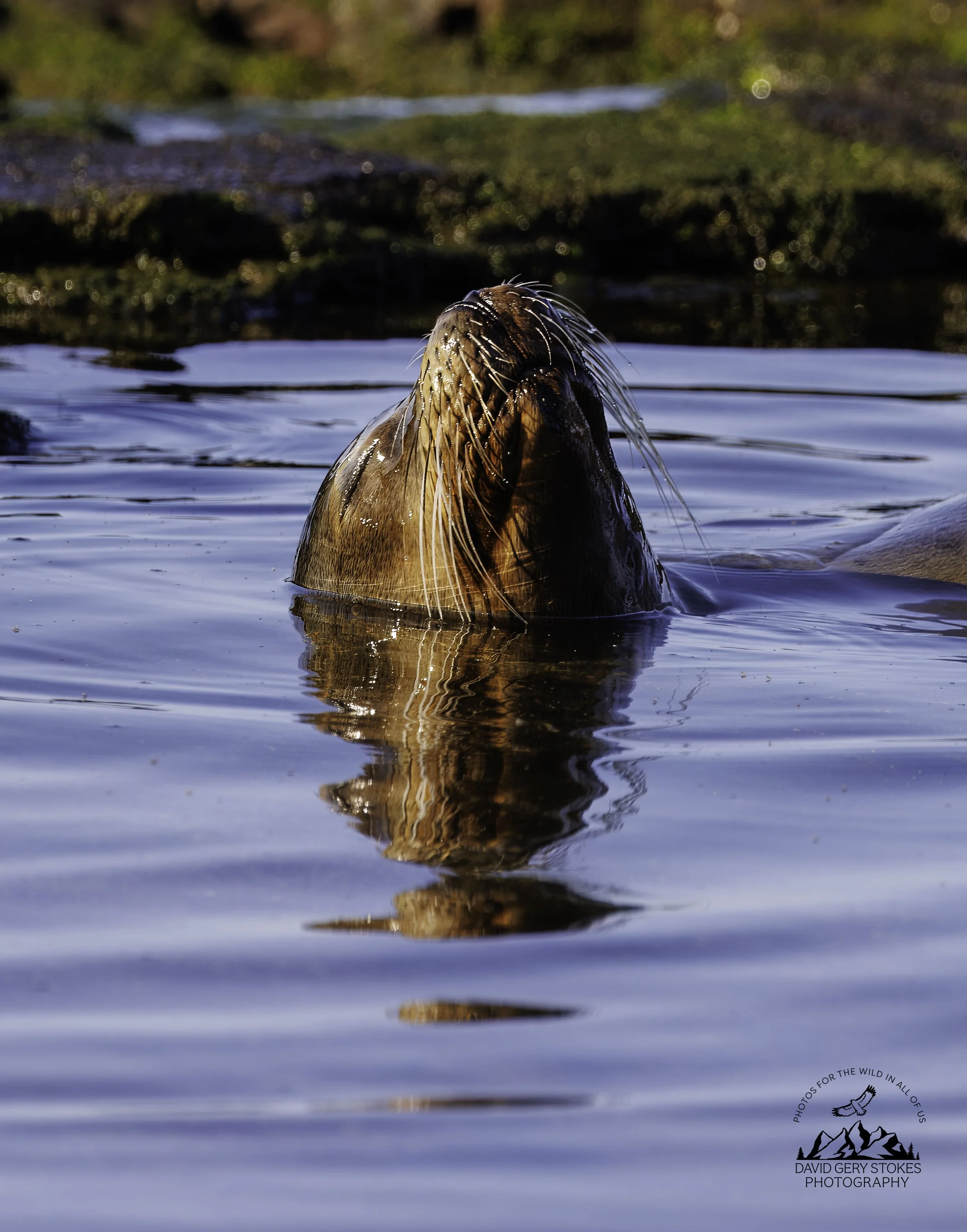 7419 Sea Lion Siesta