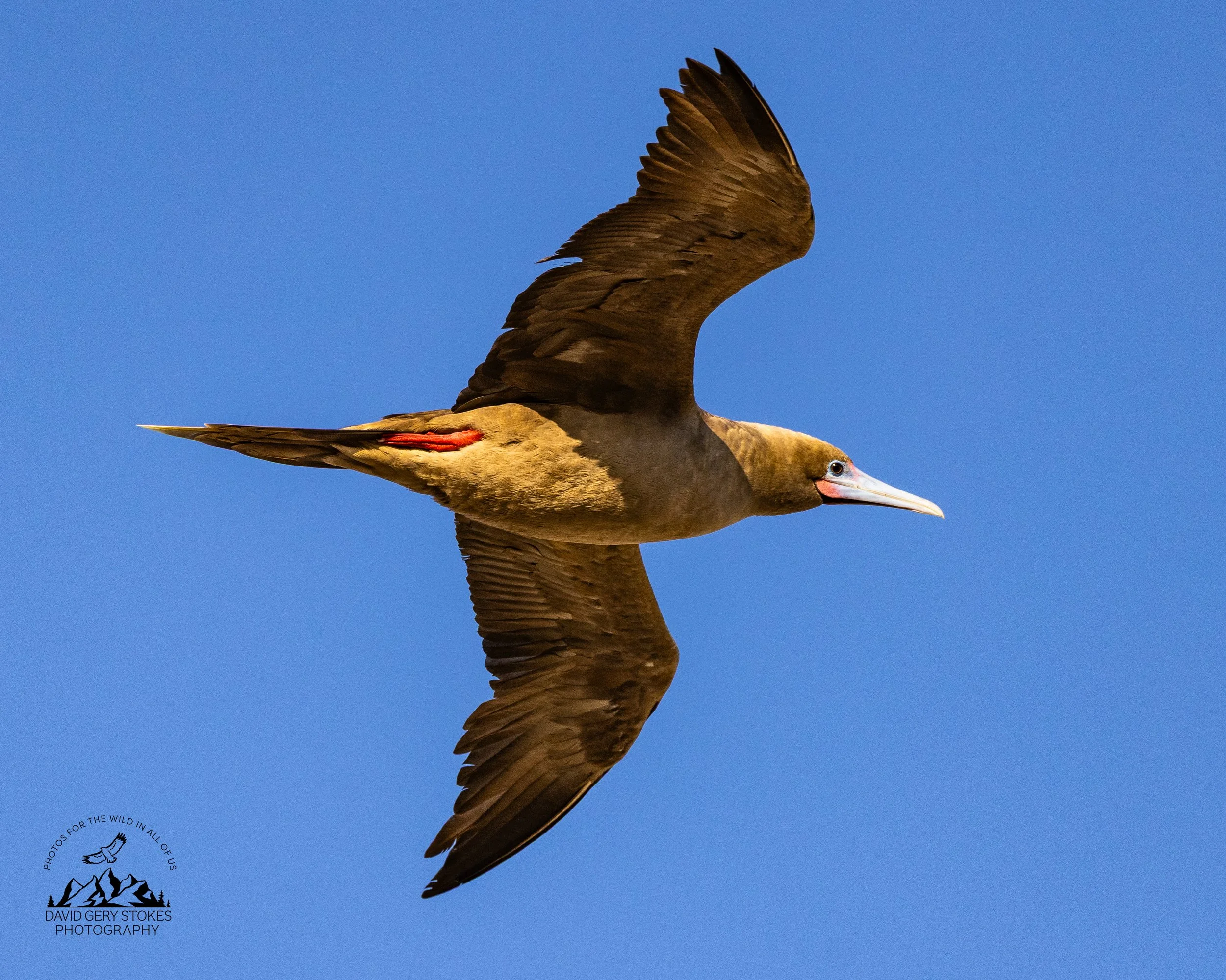 0097 Red-footed Booby