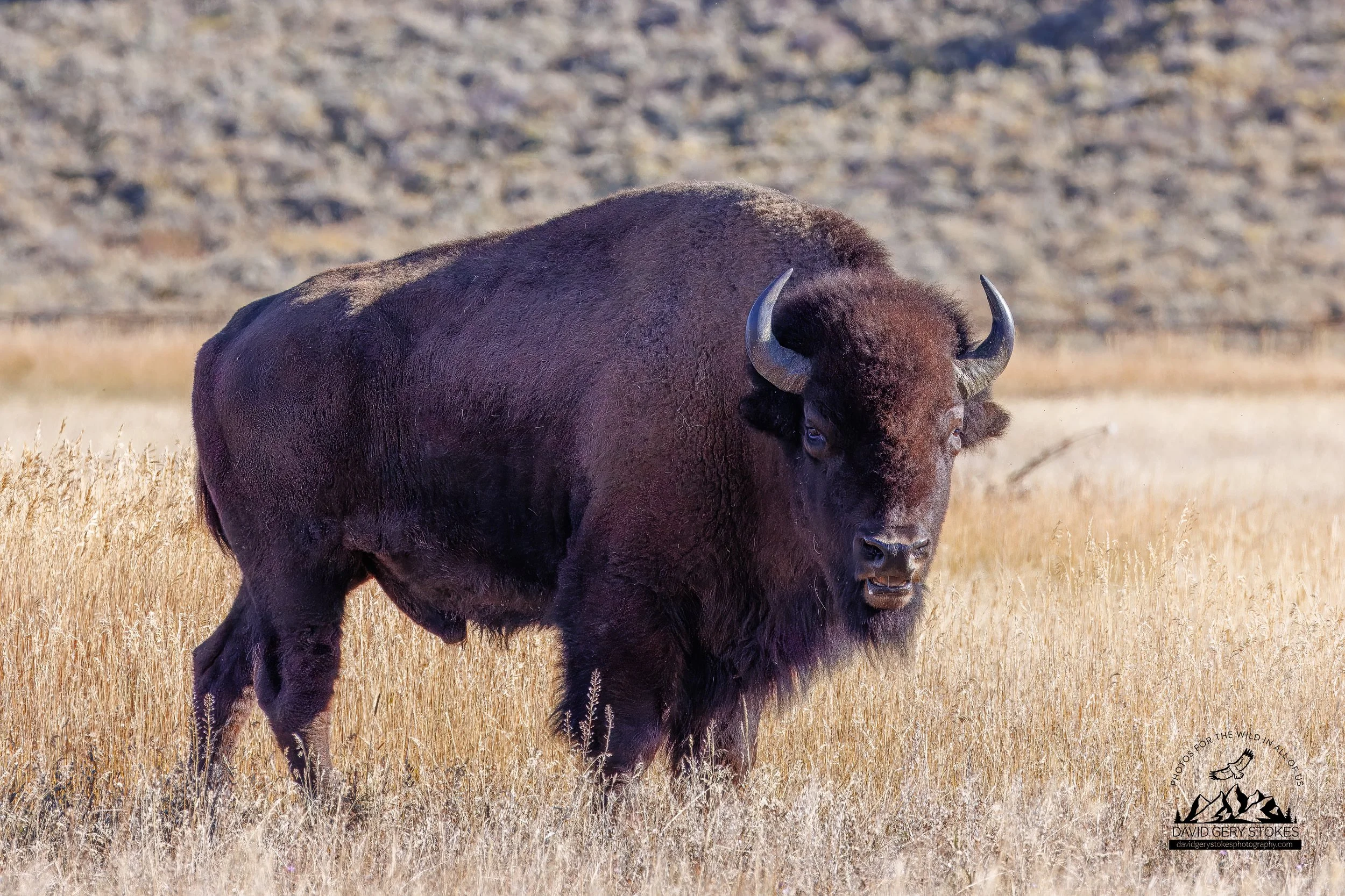 Big_Bison_WM_YGT1_9801.jpg