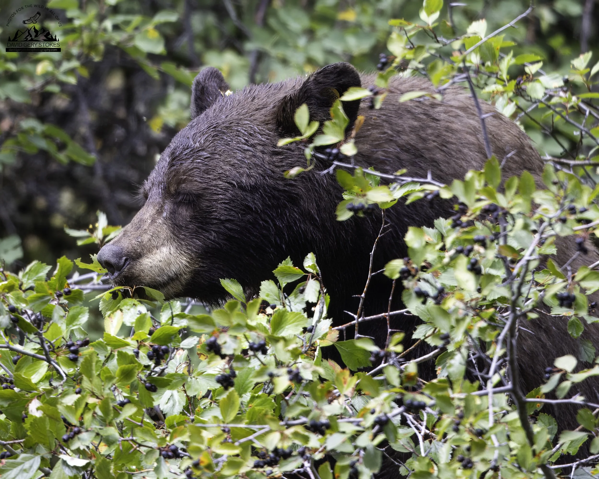 Berry_Bear_YGT3_0465.jpg