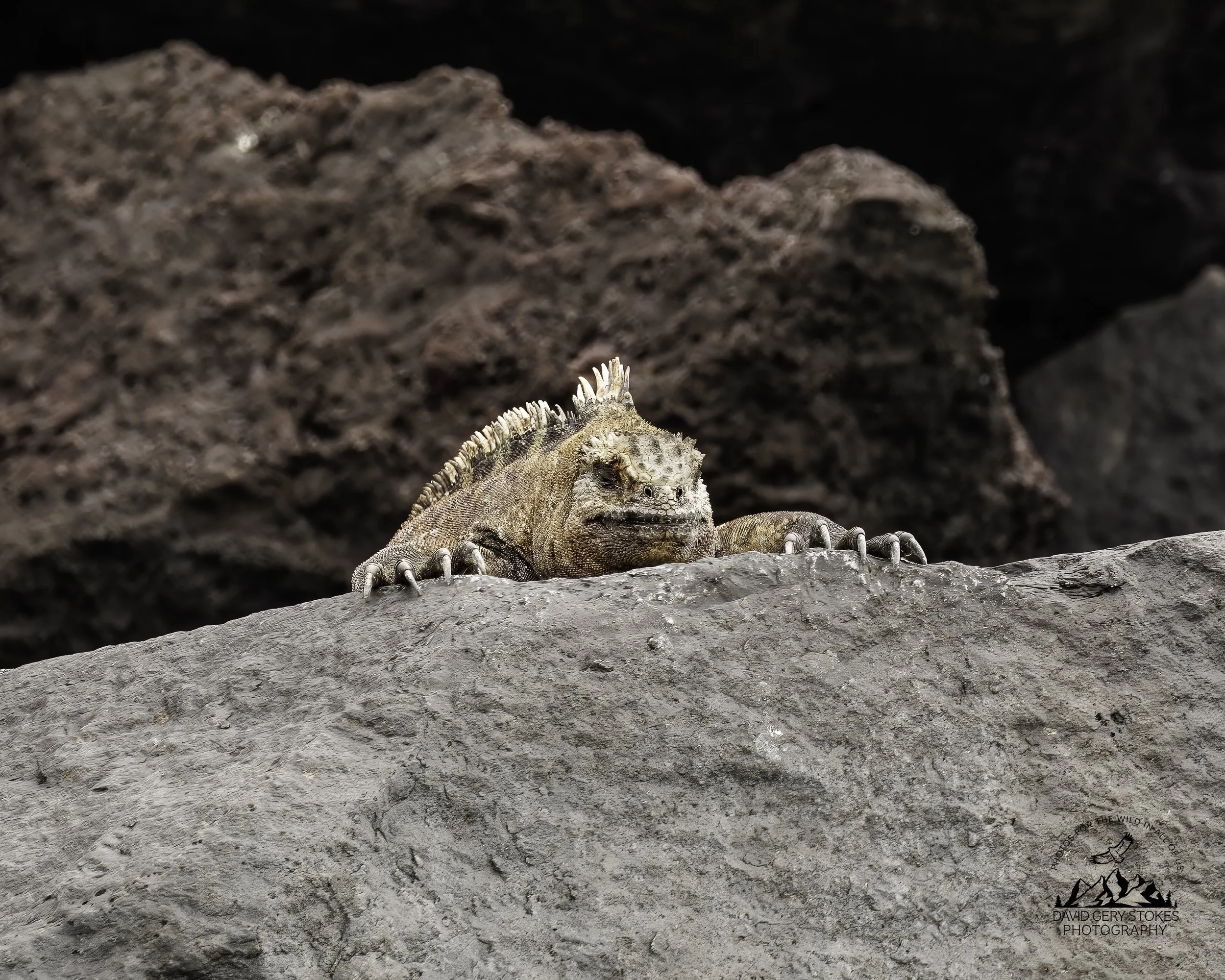 0177 Land Iguana
