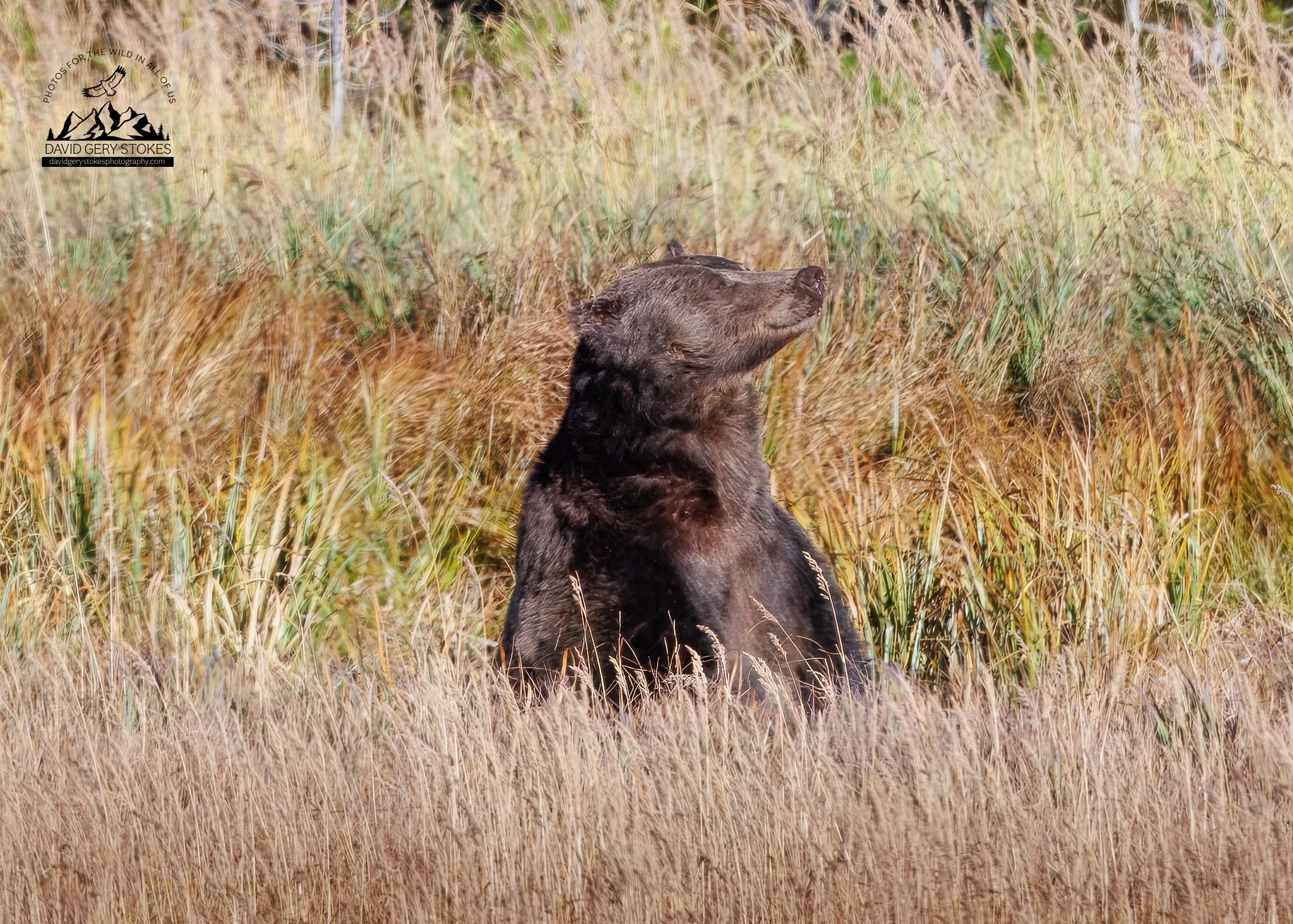 Grizzly_Smile_YGT4_CU_1111.jpg