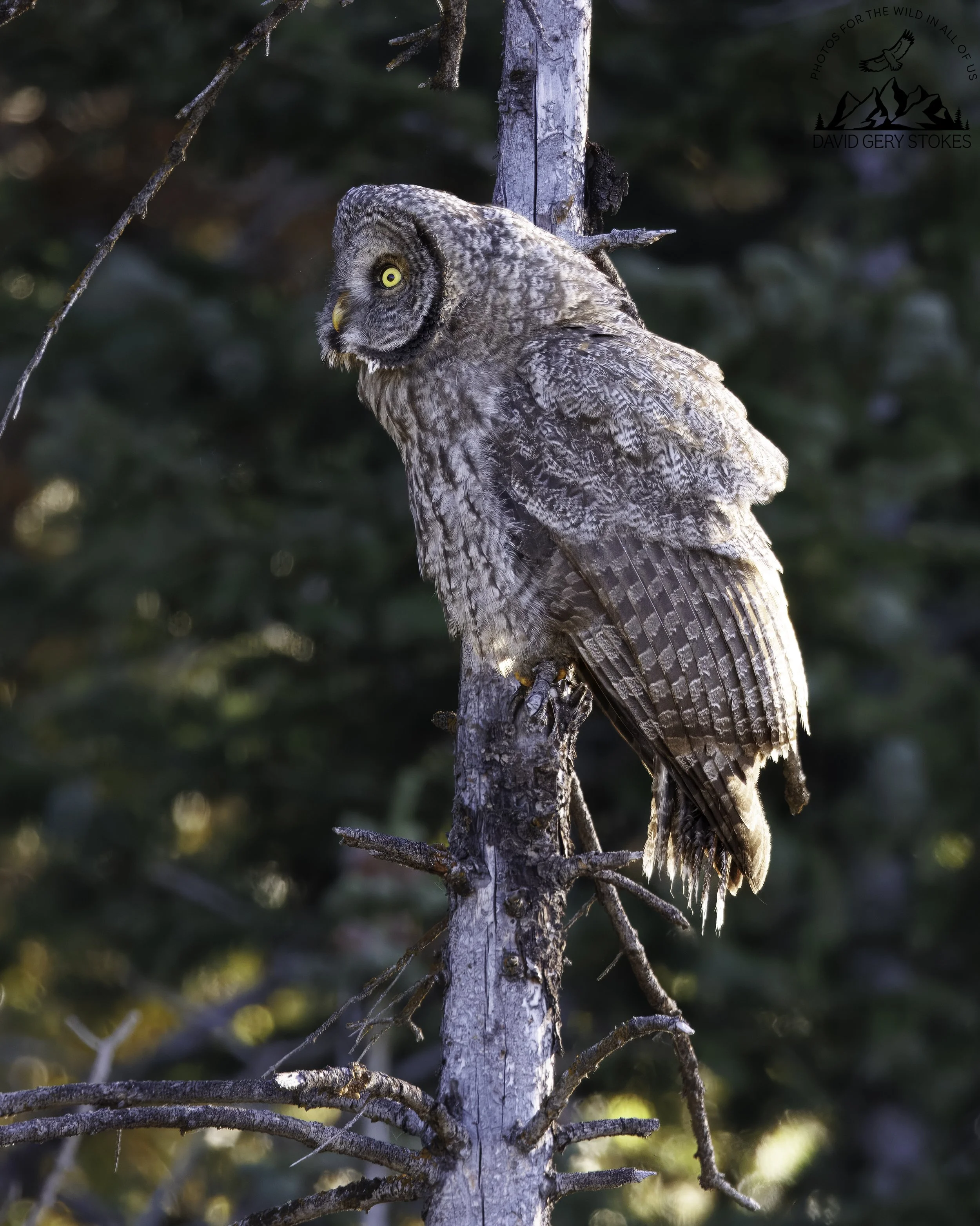 GGrey_Owl_Perch_YGT6_1694.jpg