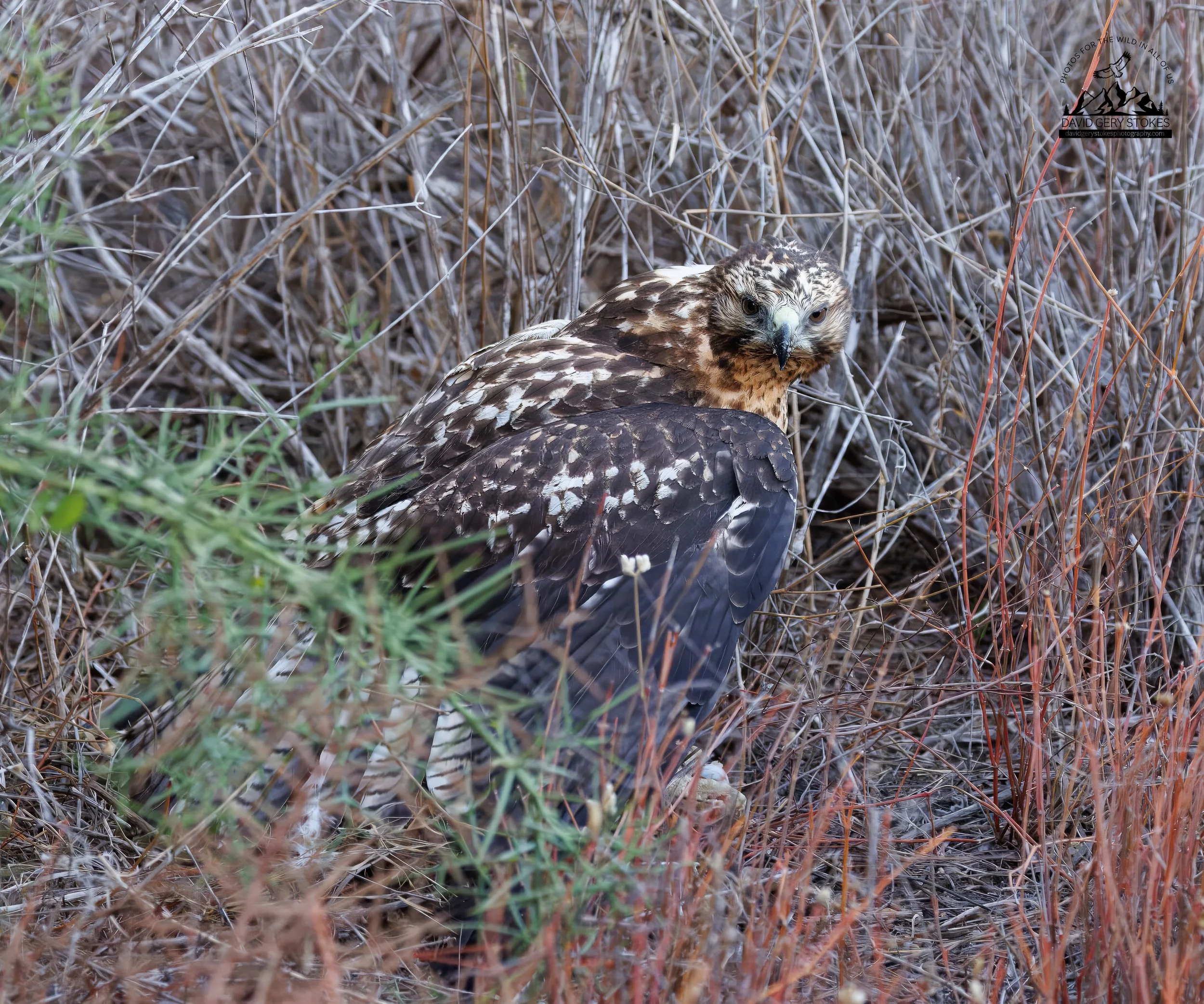 7842 Galapagos Juvenile Hawk