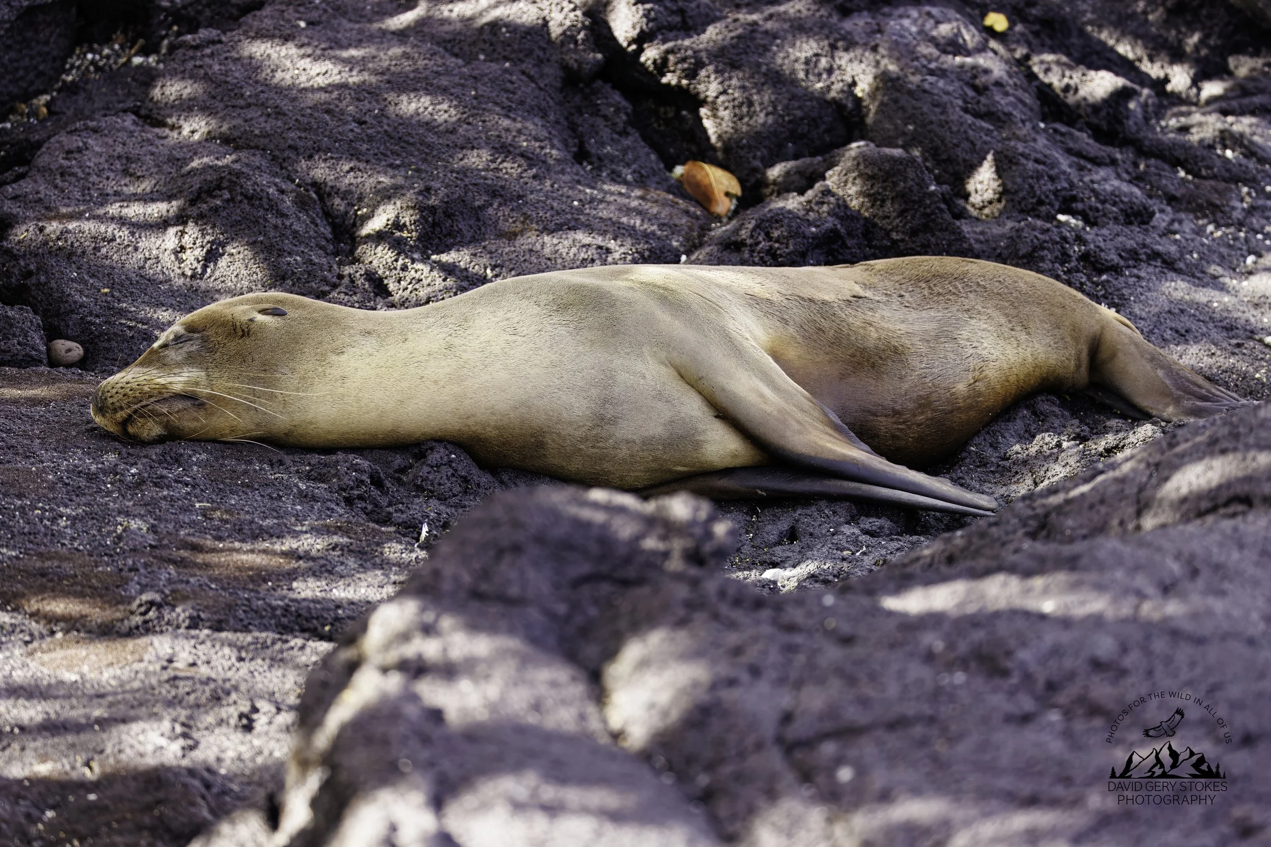 1785 Sleepy Sea Lion