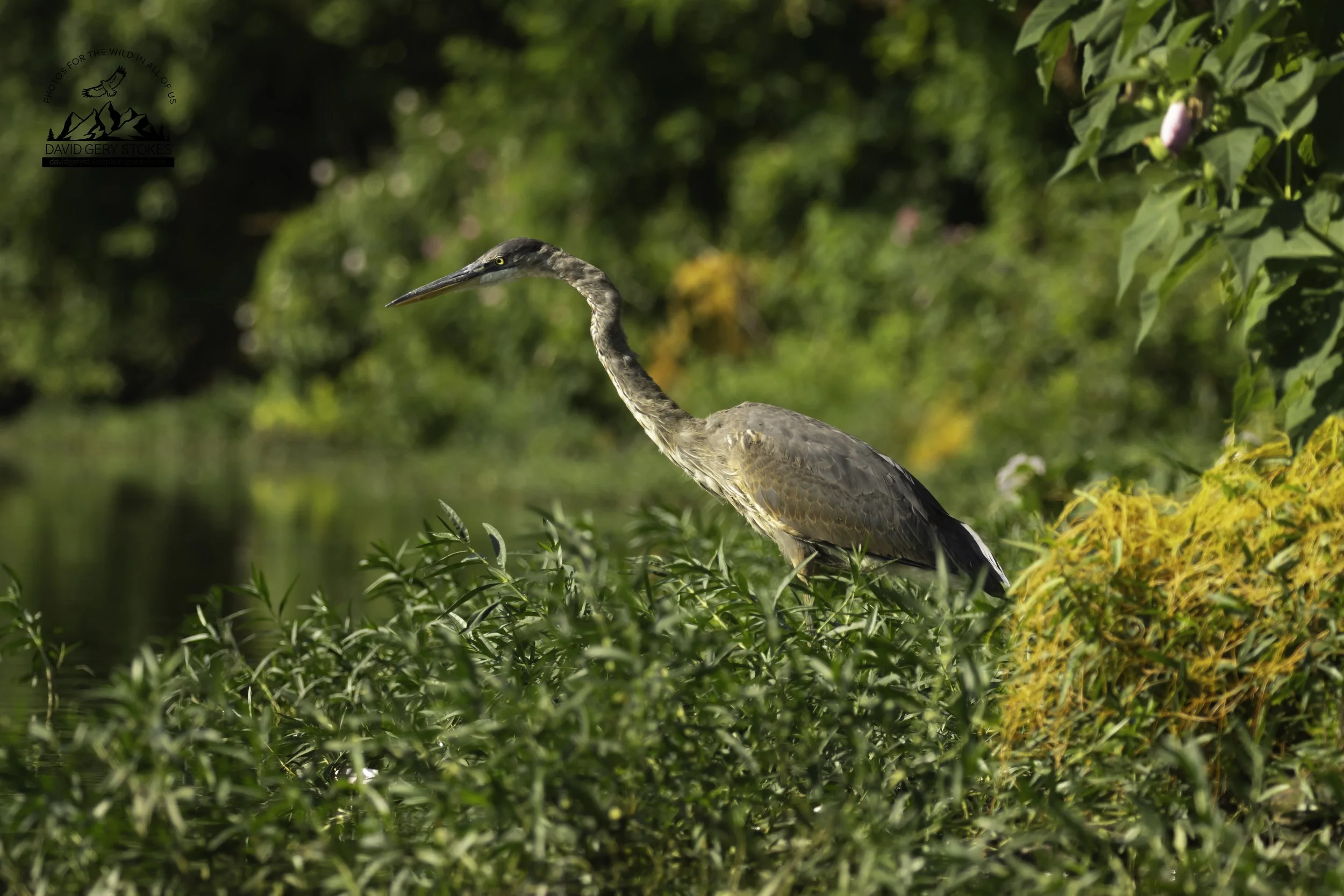 8778.  In the Grass.  Great Blue Heron.  Lake Carnegie, NJ.