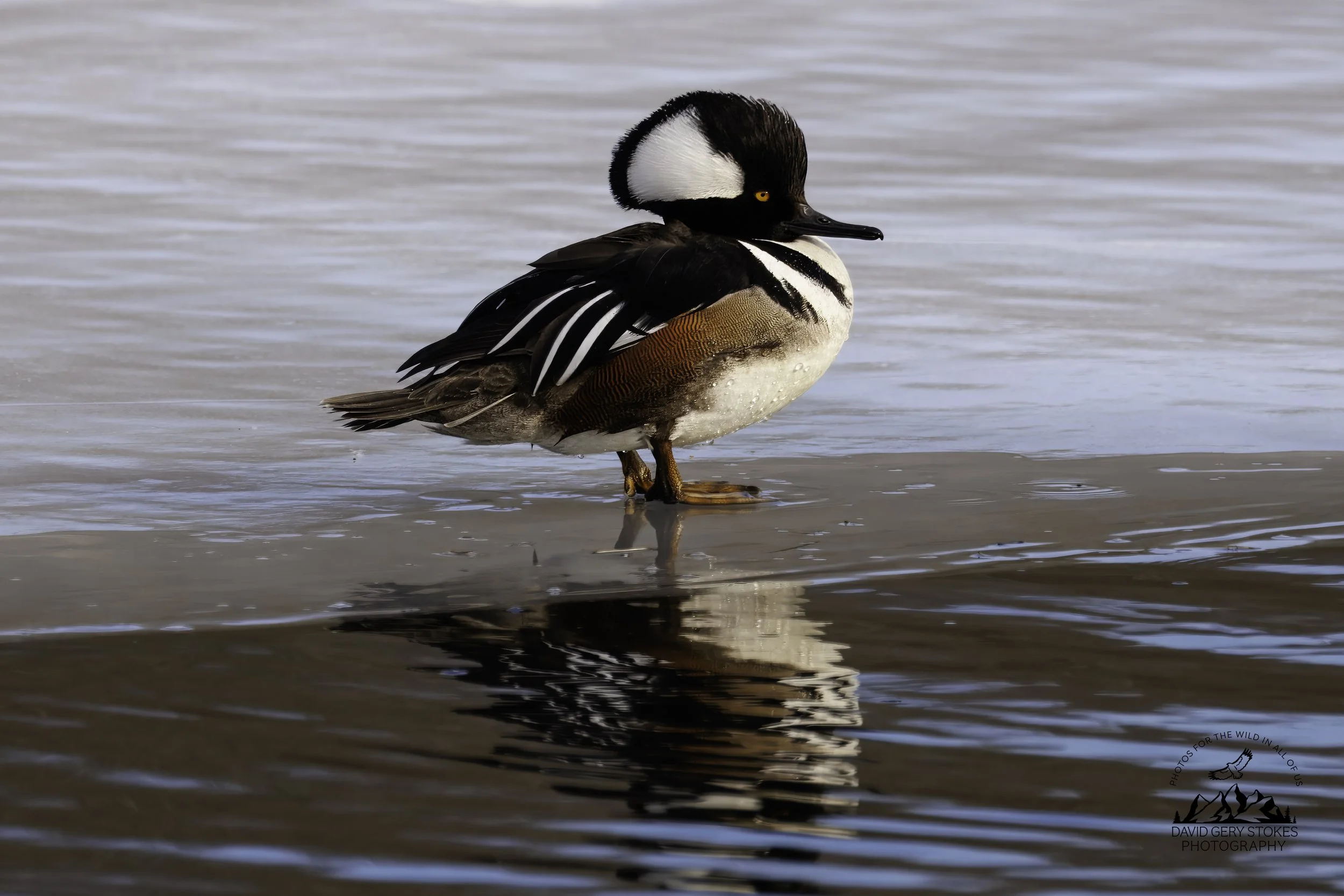 Hooded_Merganser_EF_021126_1309.jpg