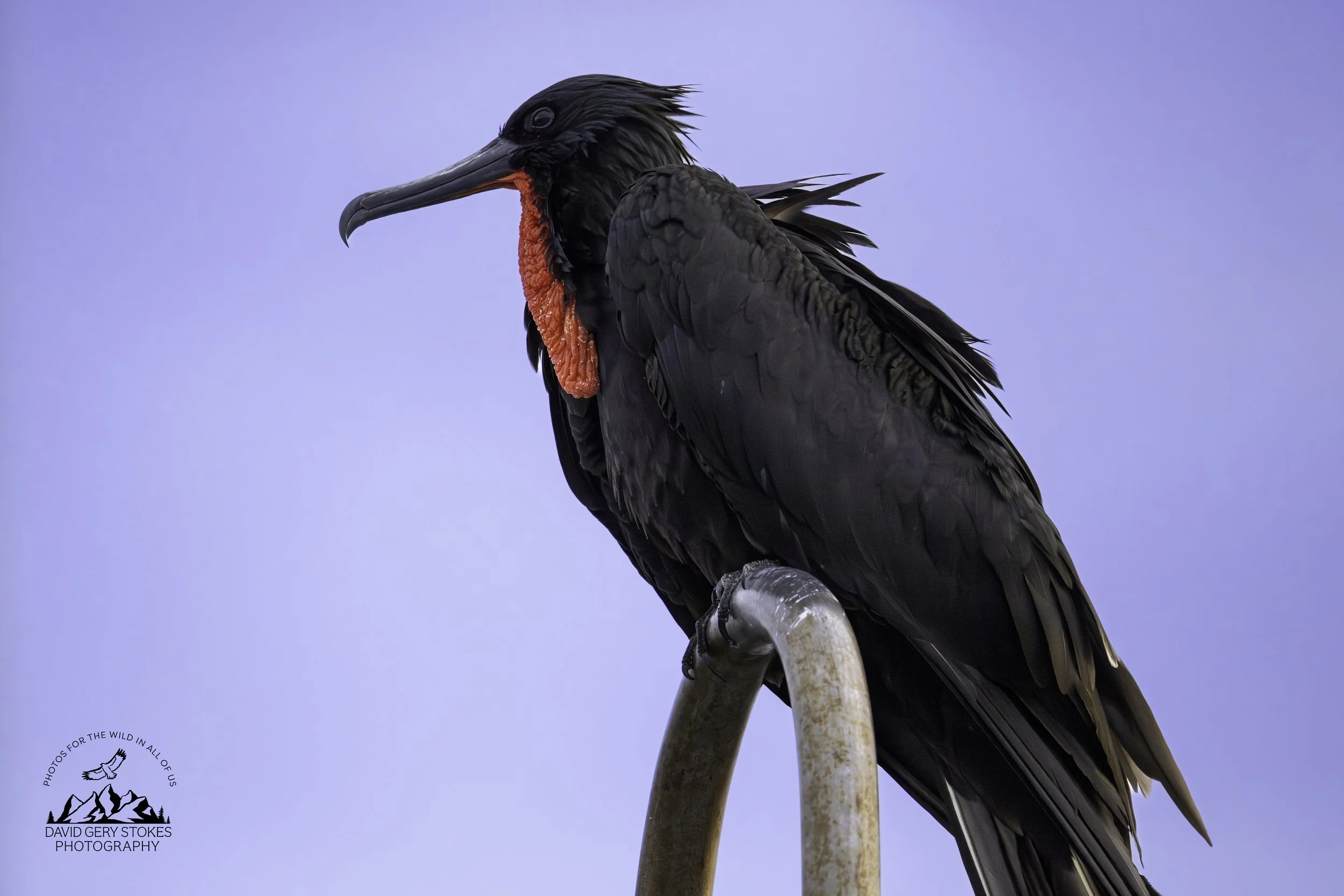4173 Magnificent Frigatebird
