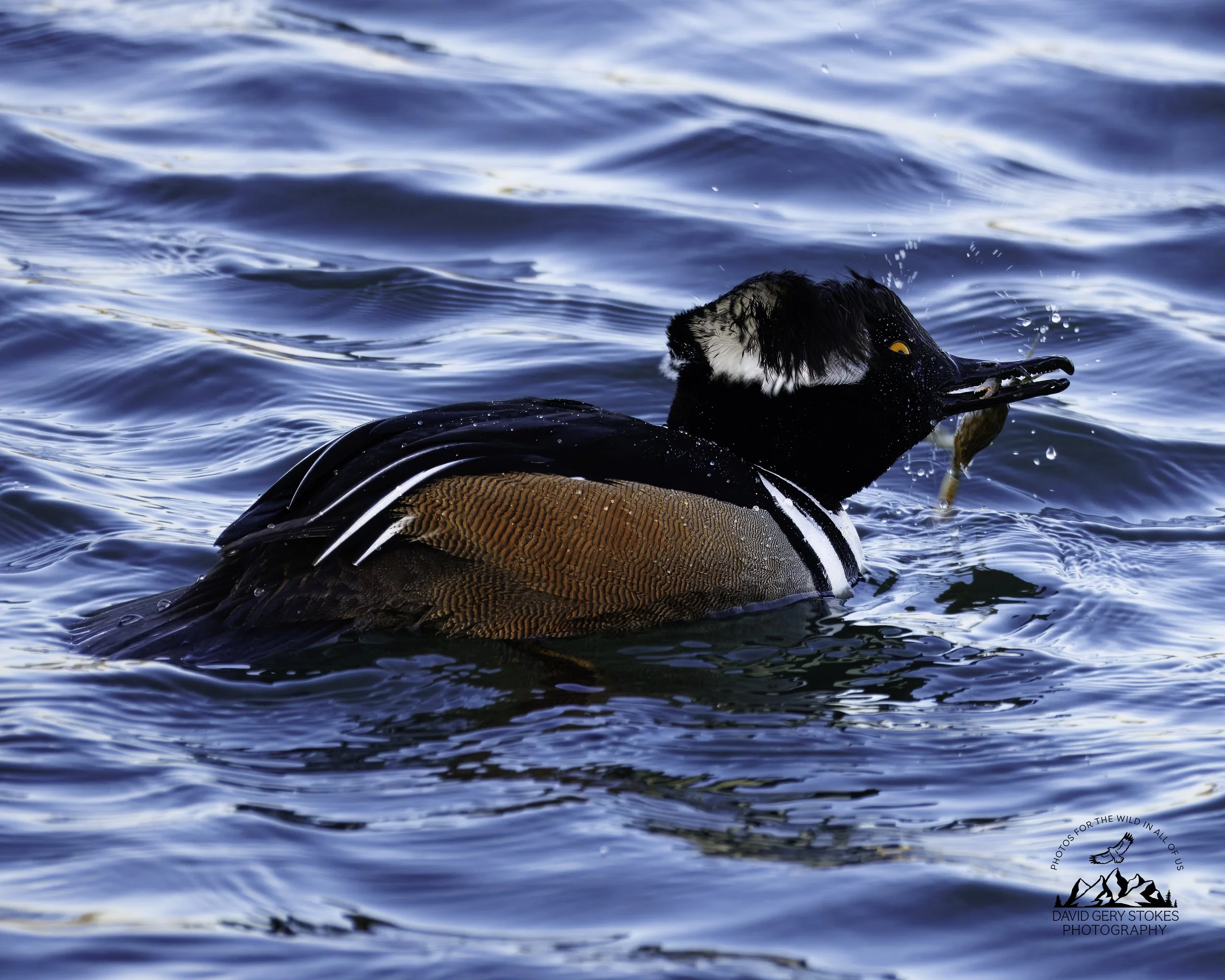 Hooded_Merganser_EF_021126_1137.jpg