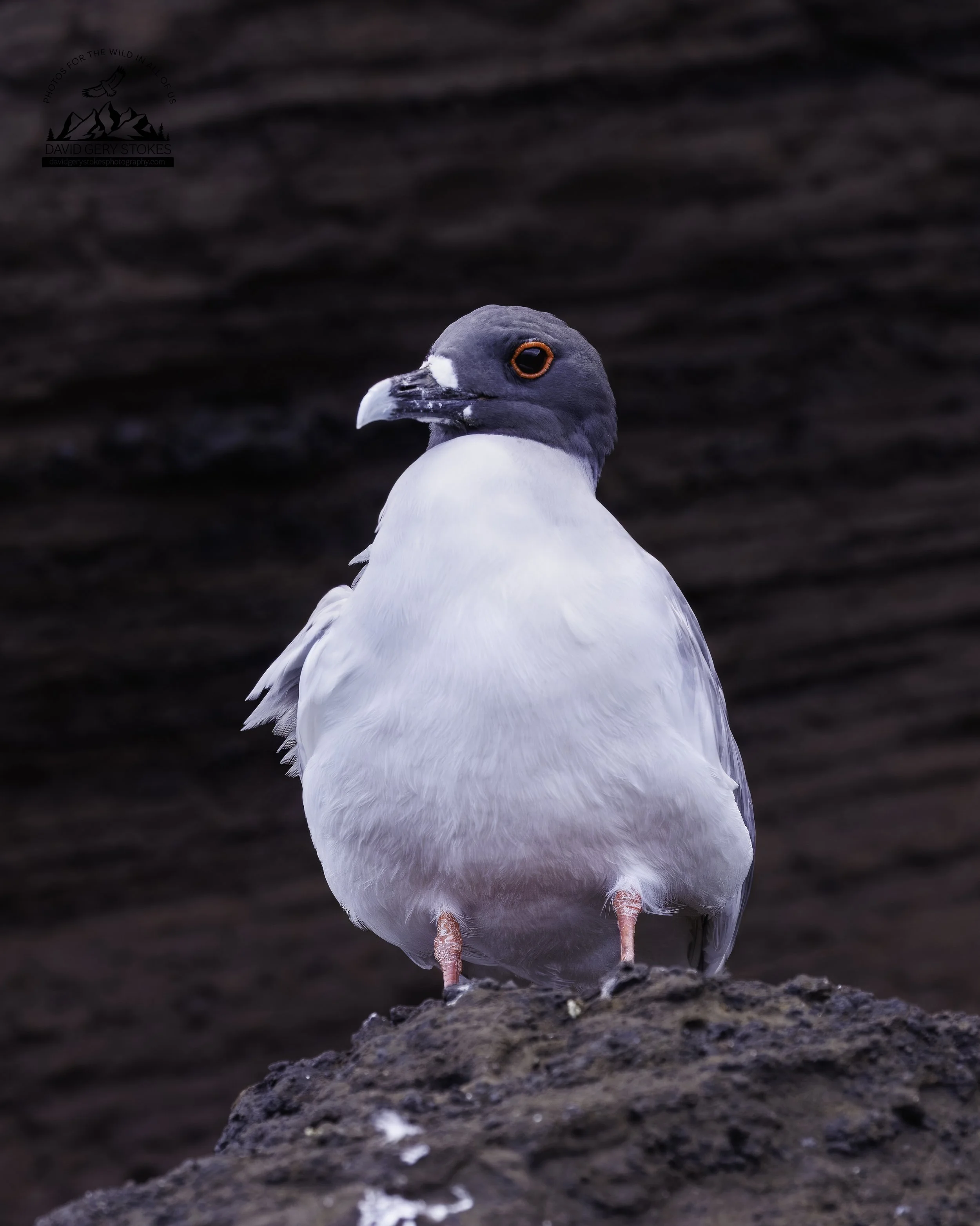 5327 Swallow-tailed Gull