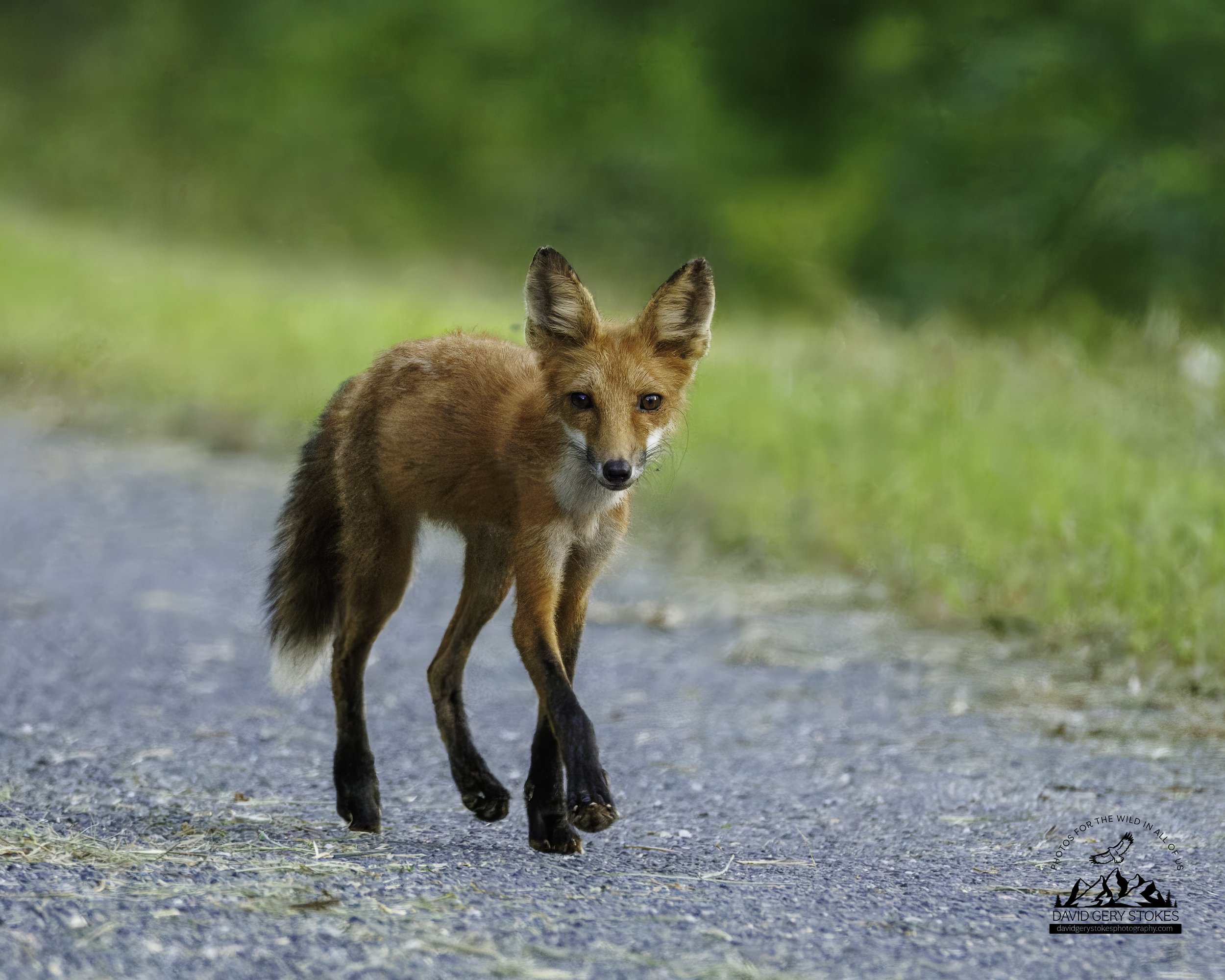 YoungFox_BH_072425_7583.jpg