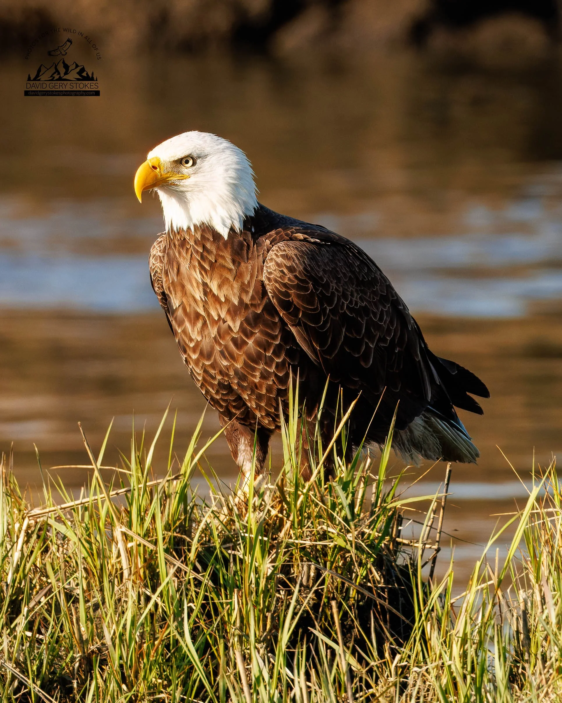 7173.  Bald Eagle.  Bombay Hook National Wildlife Refuge, DE.