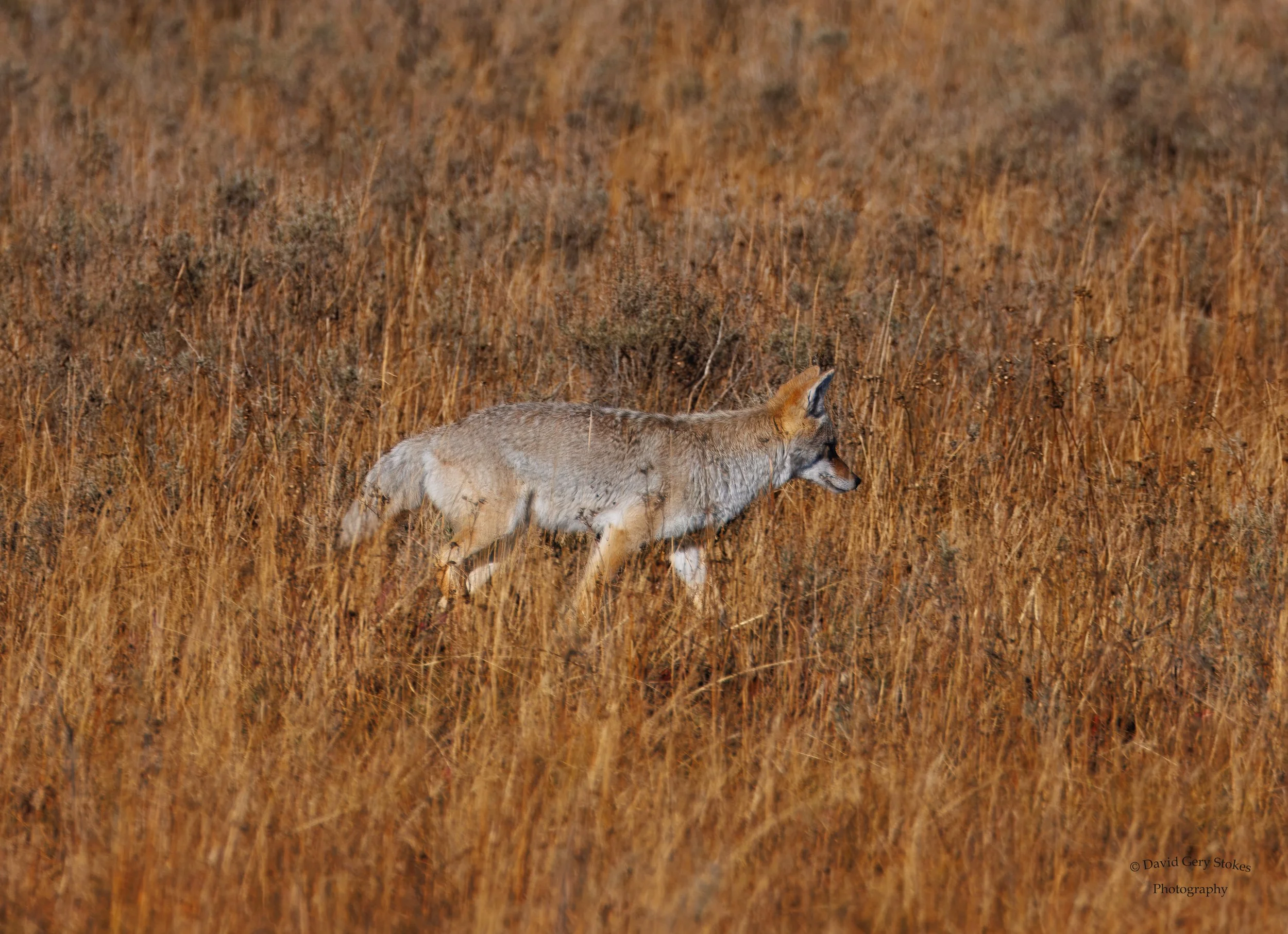 Coyote_YGT3_092222_WM_0928.jpg