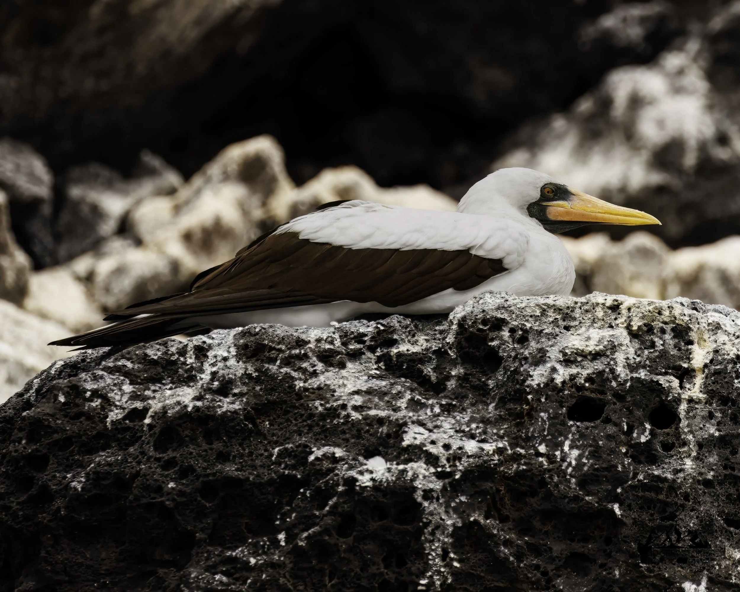 0069 Nazca Booby