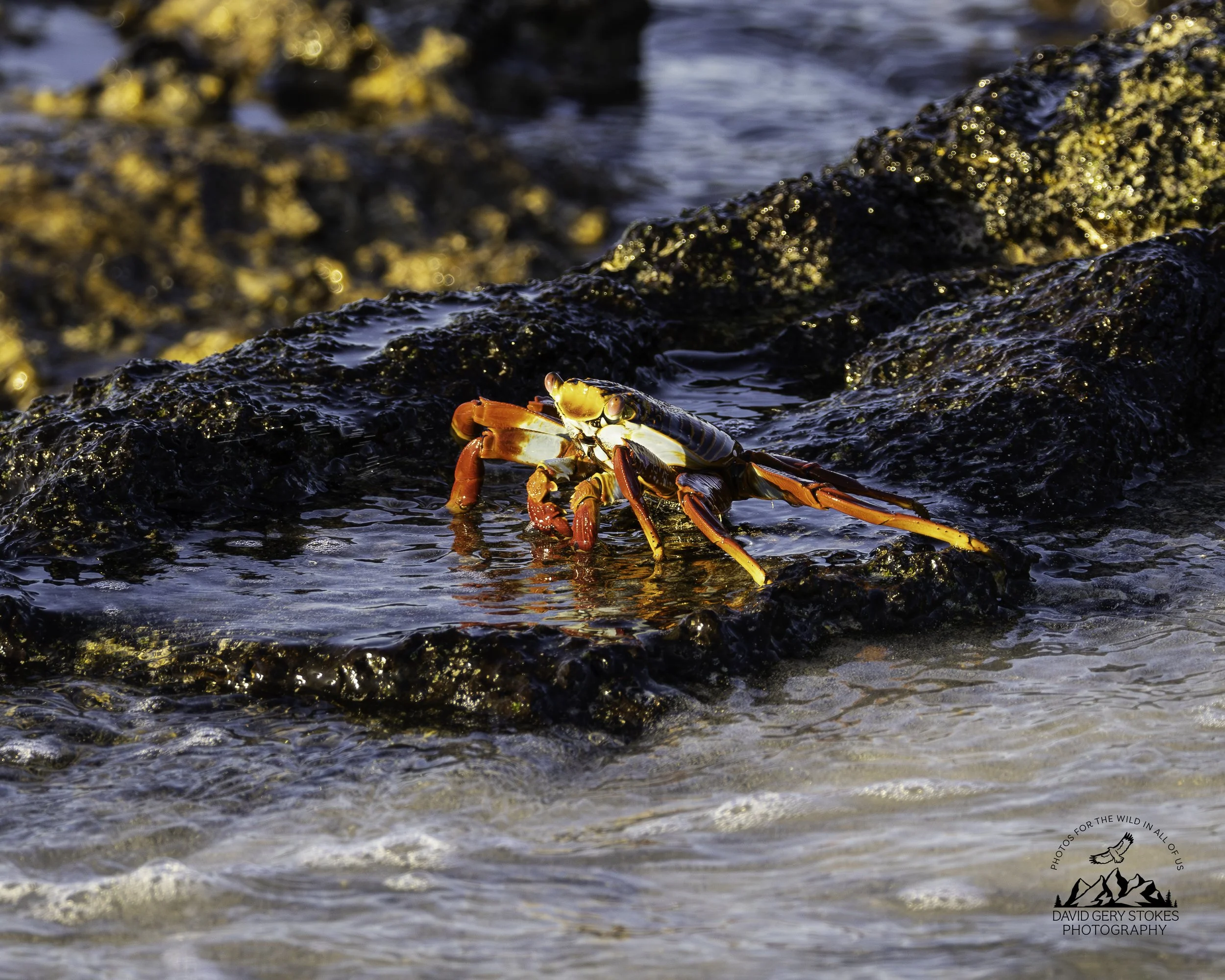 5069 Sally Lightfoot Crab