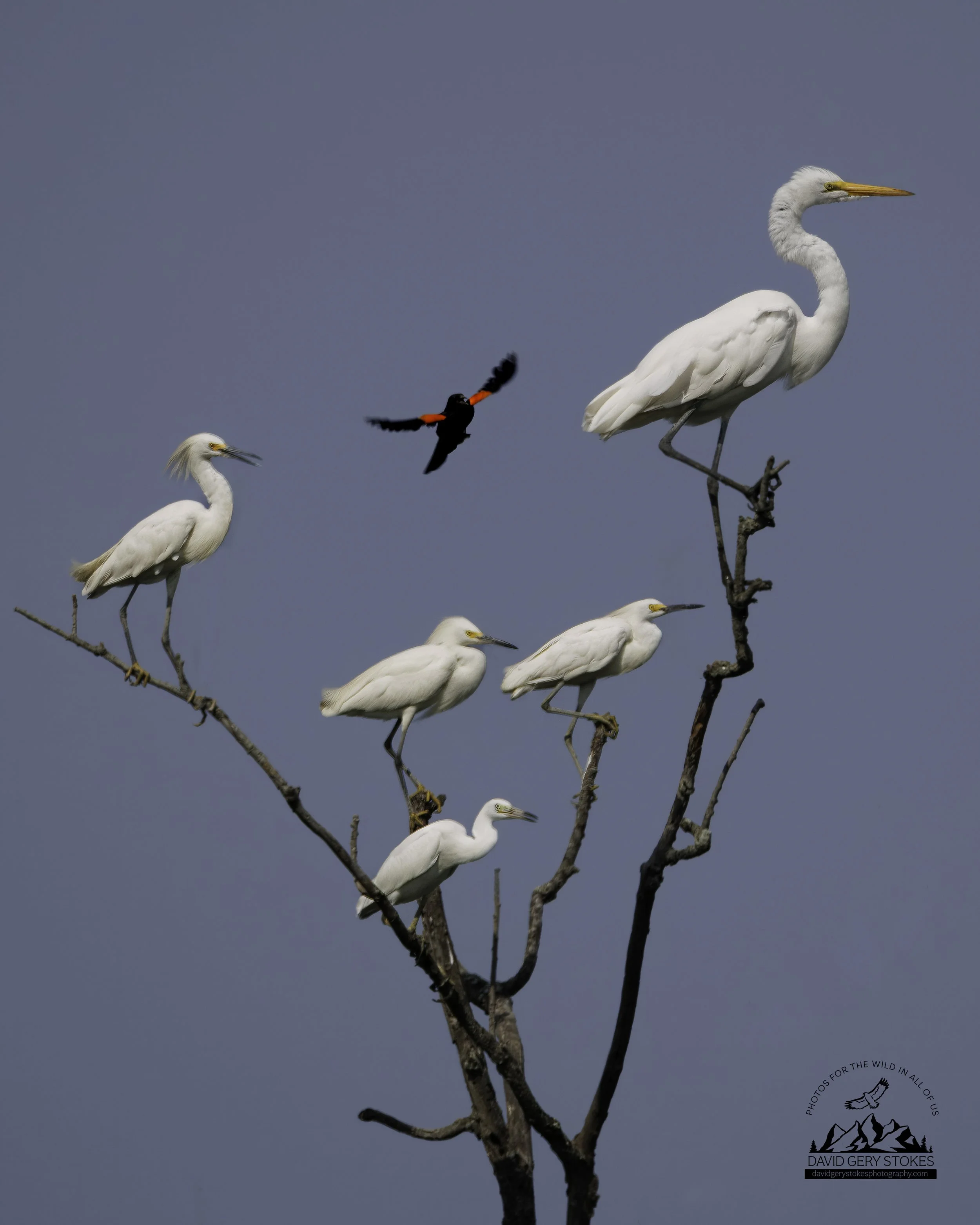 Egrets_Tree-RWBBird_BH_072425_7126.jpg