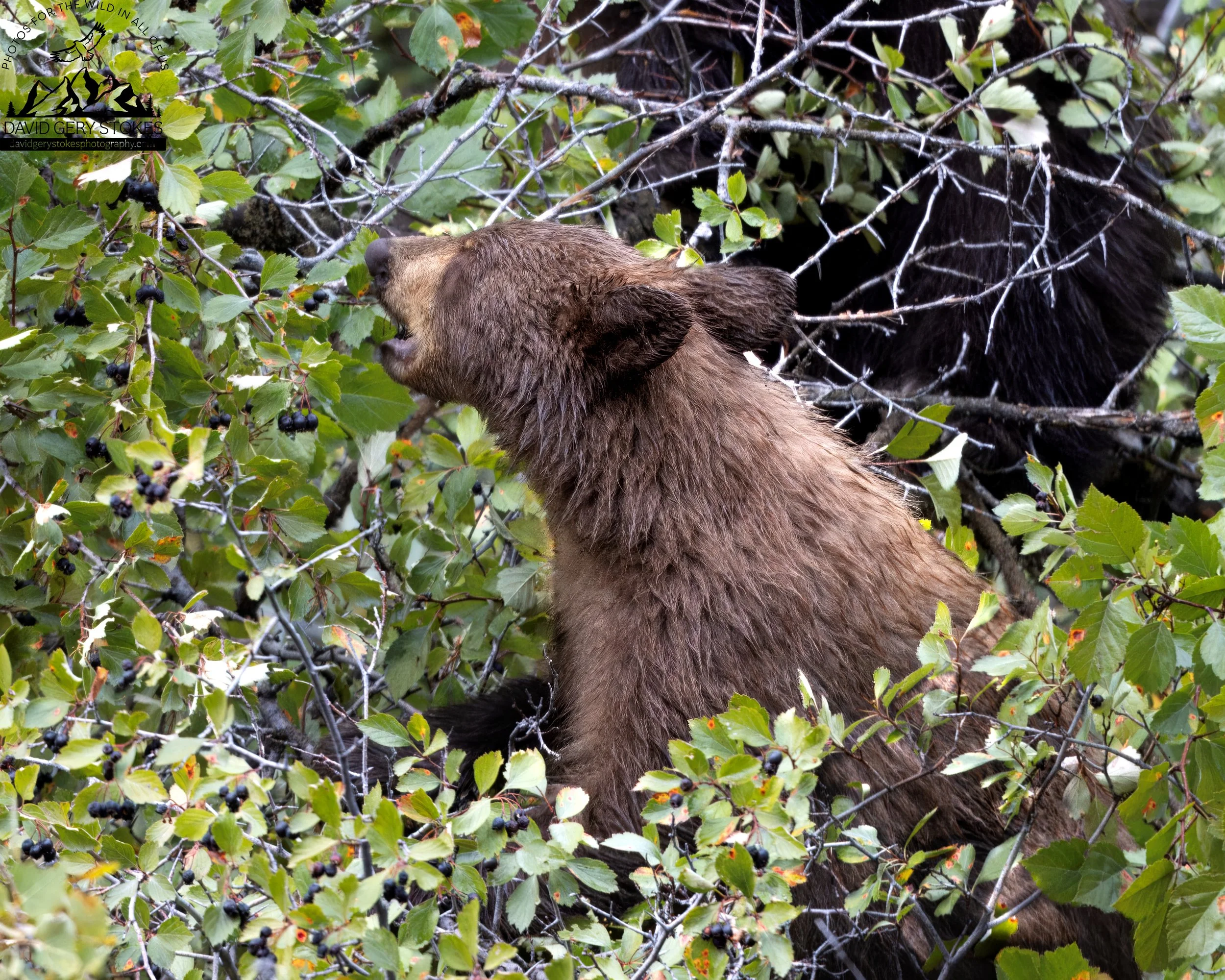Baby_Berry_Bear_YGT3_0515.jpg