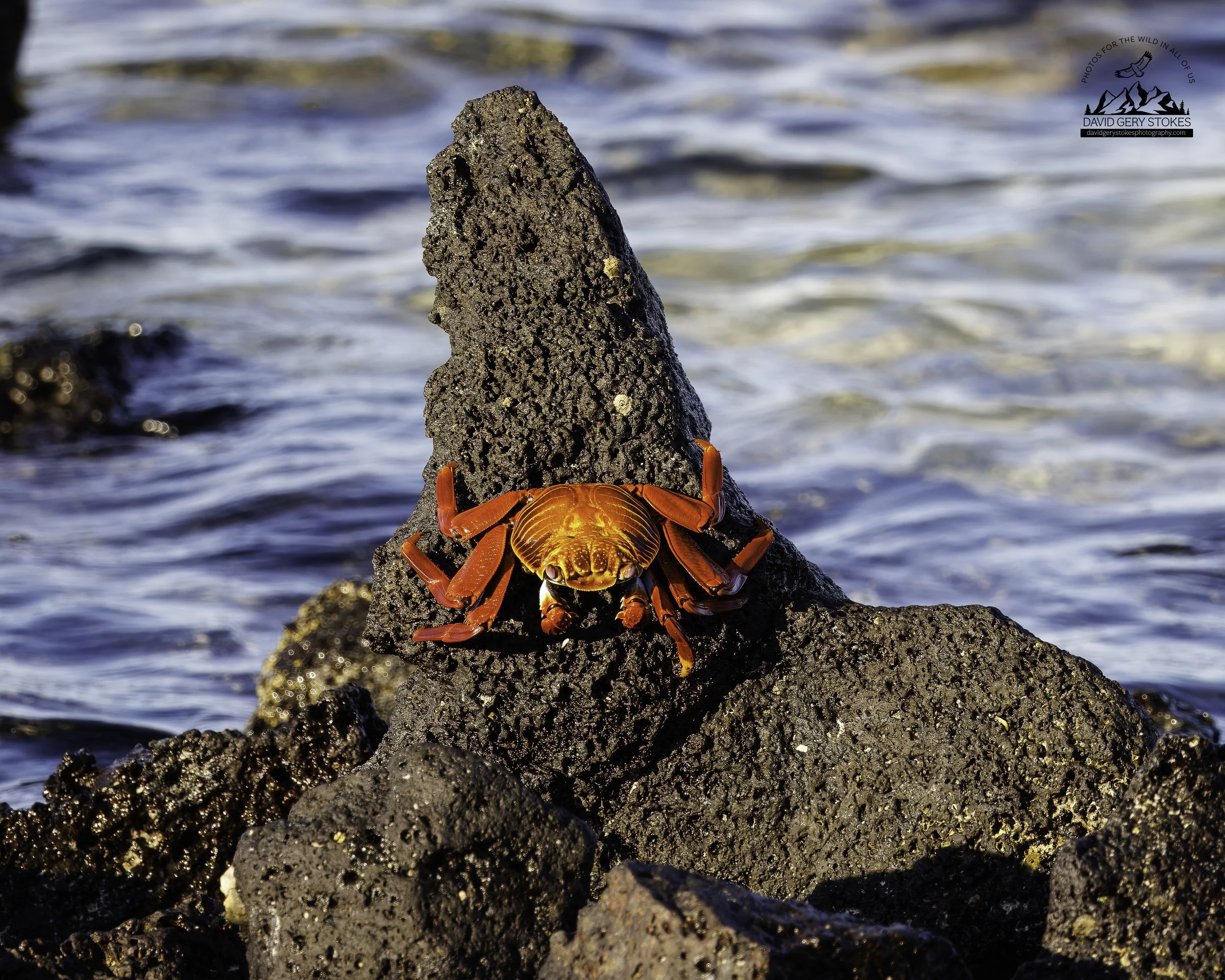 4736 Sally Lightfoot Crab