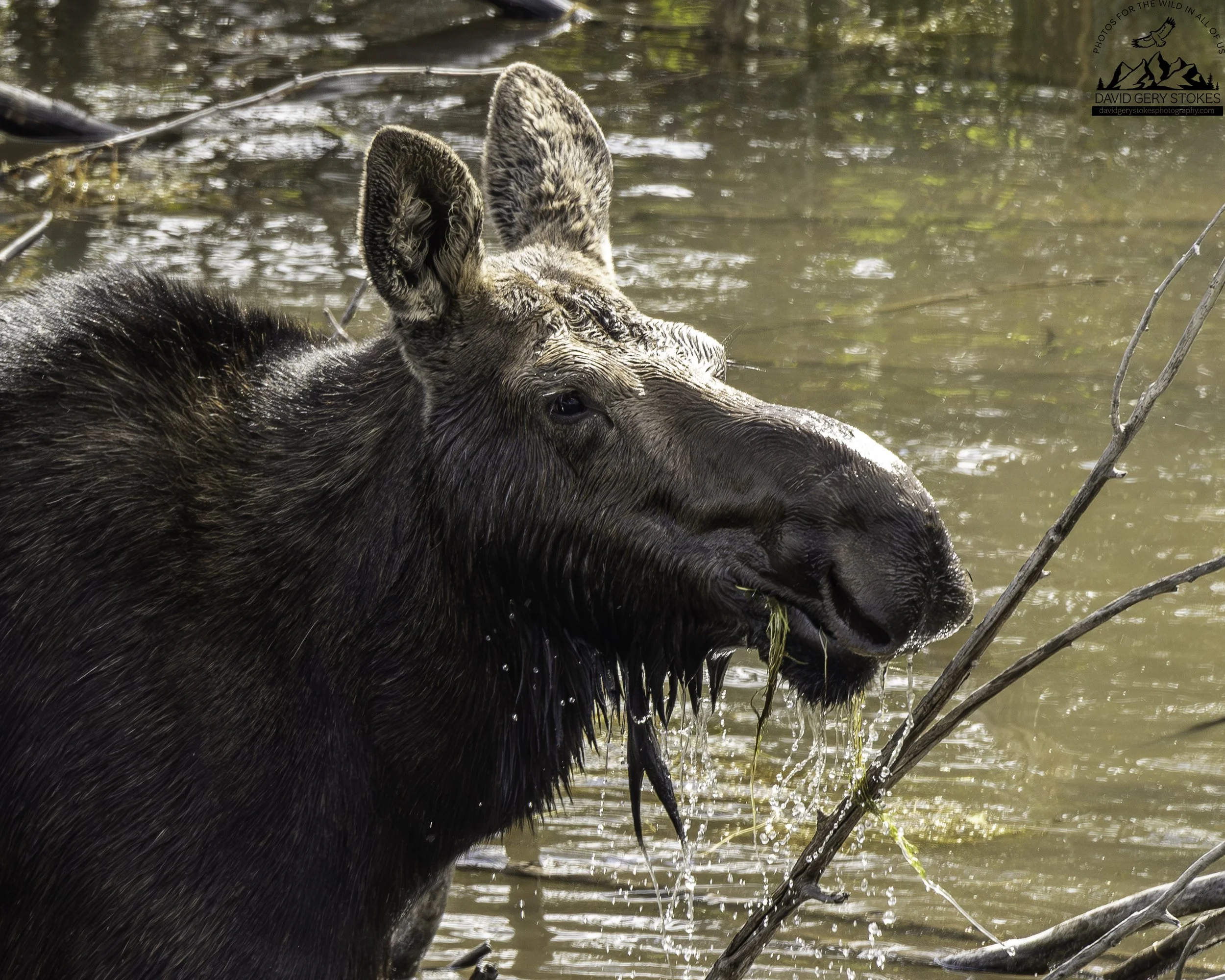 Baby_Moose_Water_Mouth_YGT3_0380.jpg