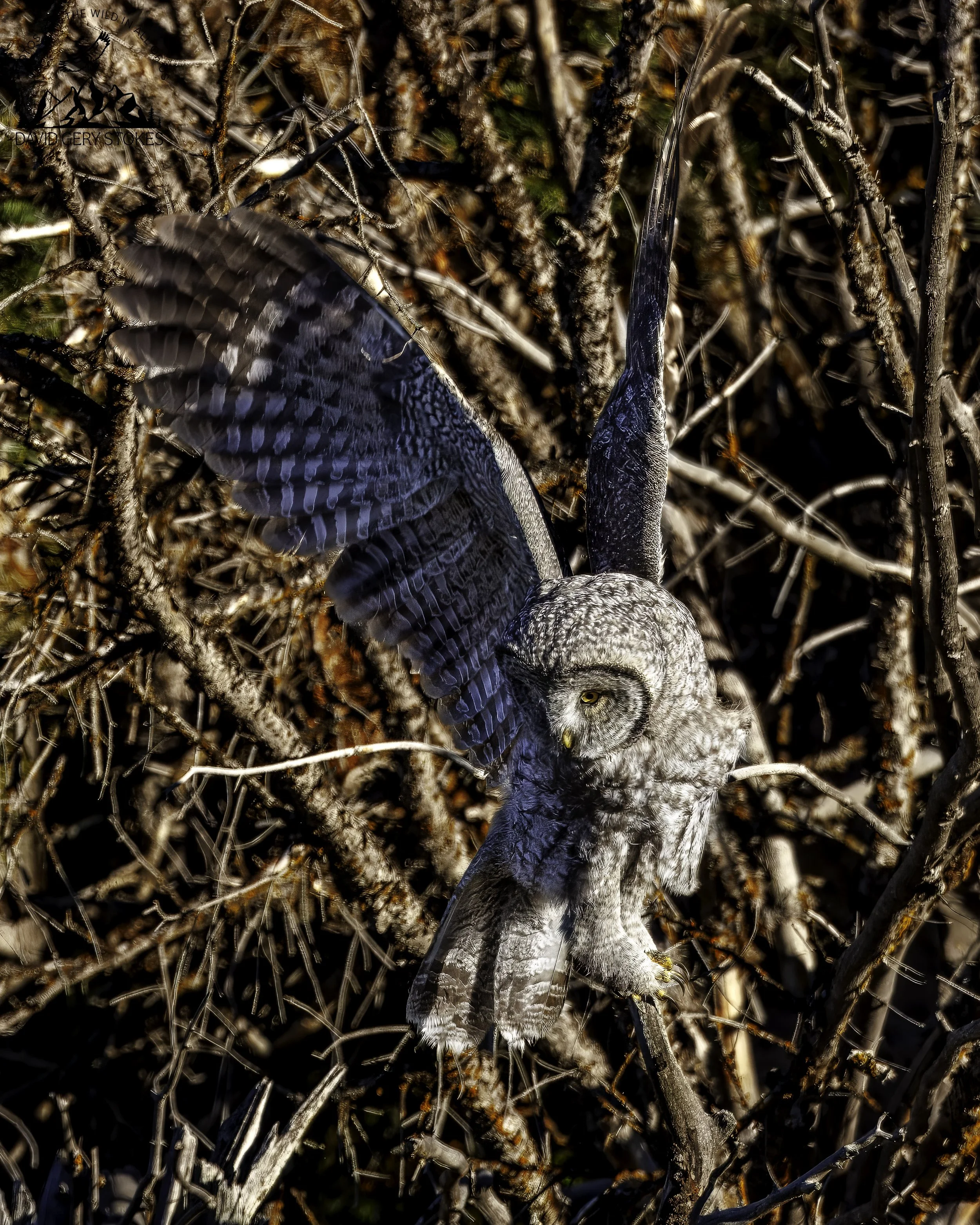 GGrey_Owl_Wings_YGT6_1690.jpg